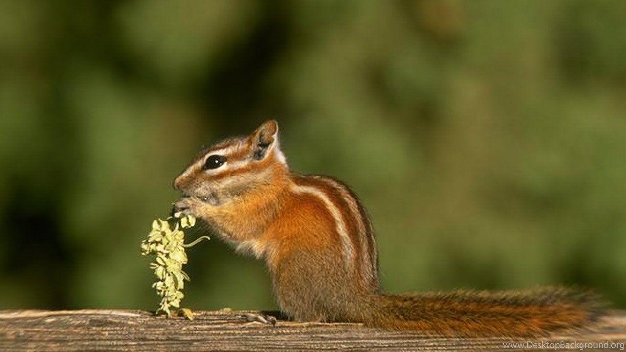 1280x720 Forest Animals Wallpaper Chipmunk HD Wallpaper Desktop Background