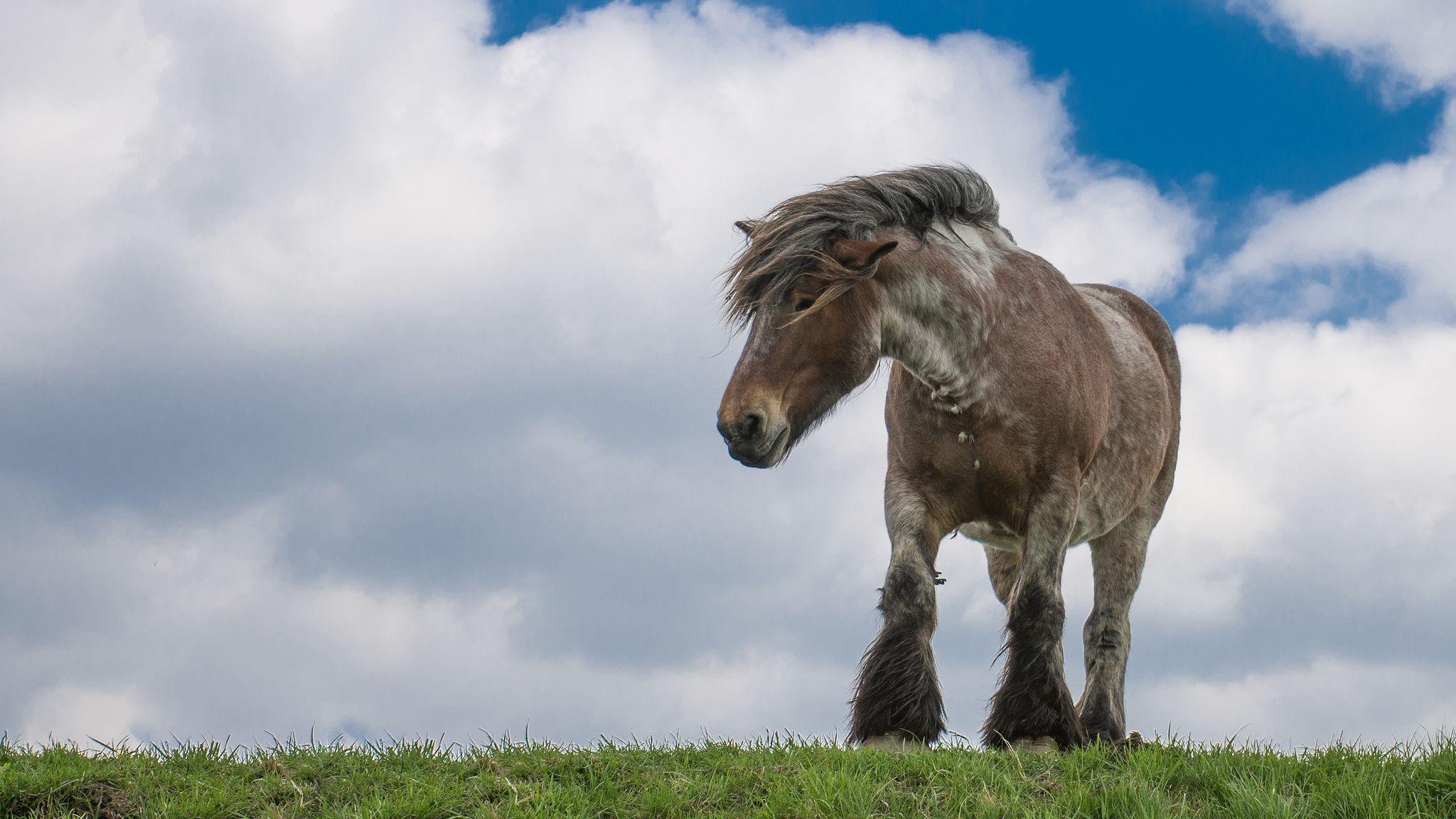 2048x1152 Draft Horse Background. Amazing Horse Wallpaper, Steampunk Horse Wallpaper and Unique Horse Wallpaper