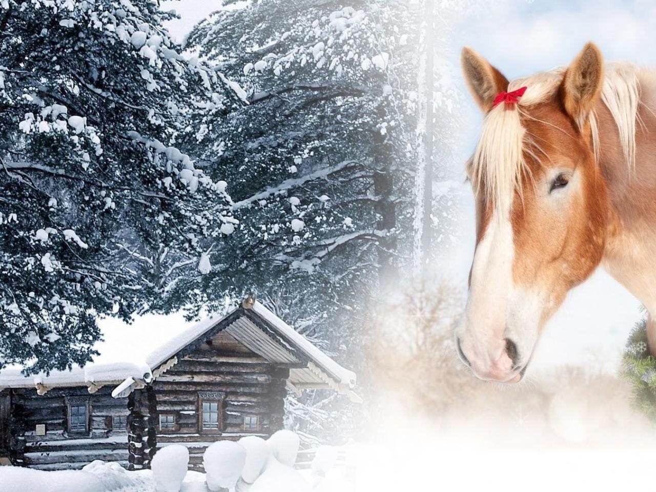 Christmas Horse Wallpapers - Top Free Christmas Horse Backgrounds