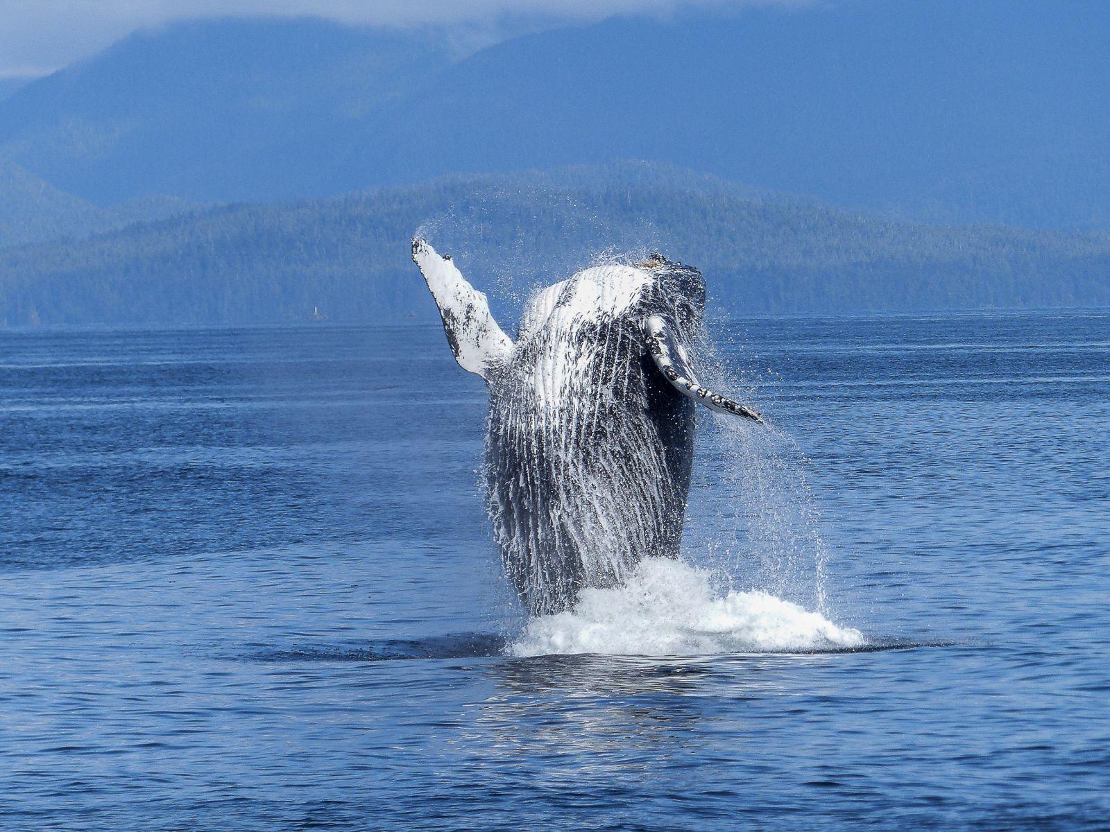 1600x1200 Nature Water Sea Animal Ocean Wildlife Wallpaper.com. Best High Quality Wallpaper