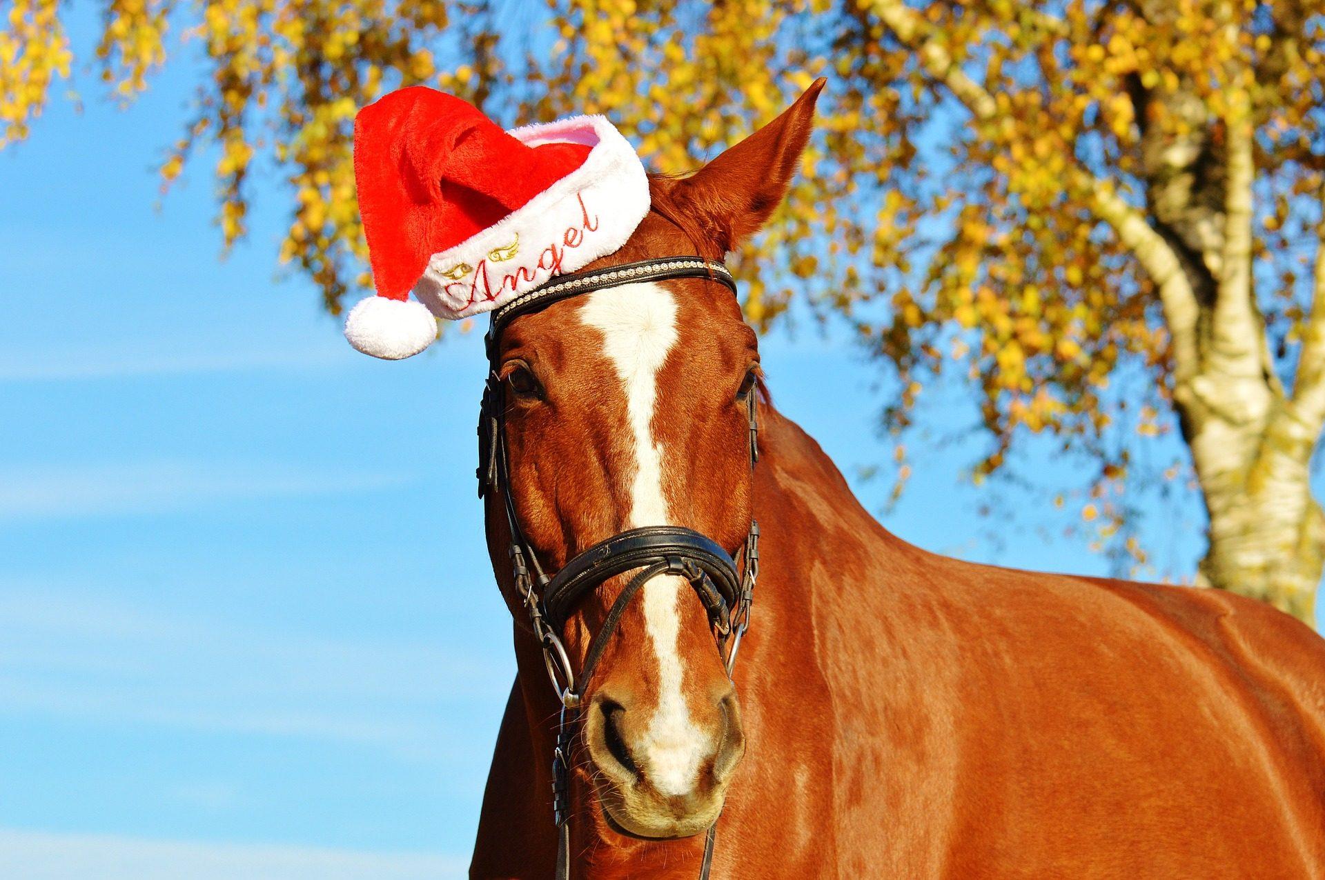 Christmas Horse Wallpapers - Top Free Christmas Horse Backgrounds