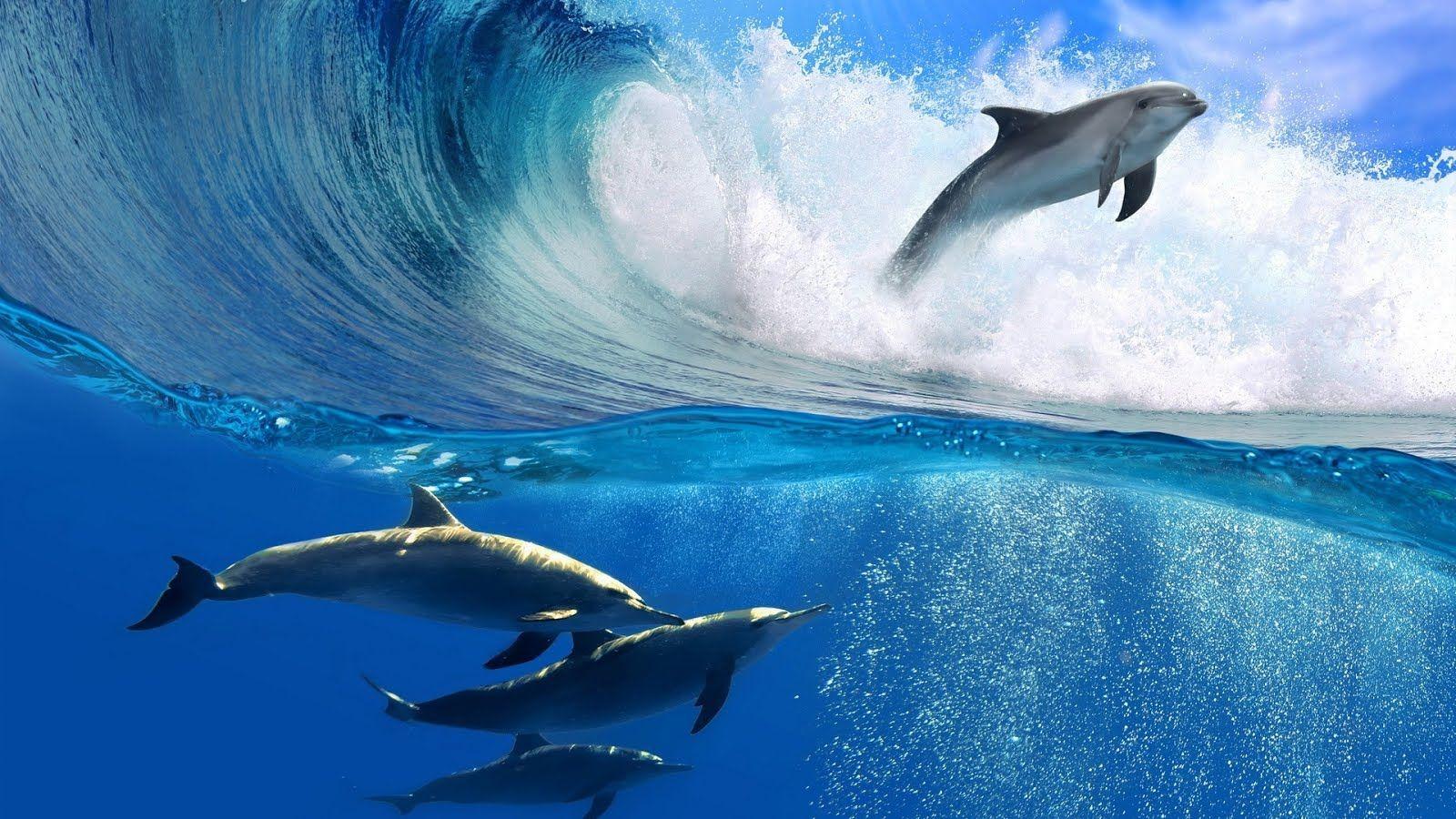 1600x900 Underwater Sea Creatures And Other .photo Plus You.