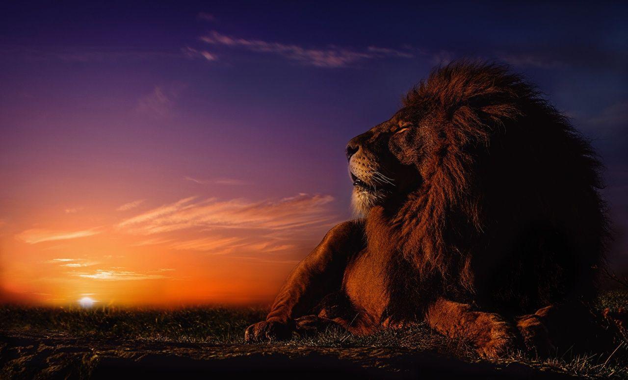 1280x775 Desktop Wallpaper Lions Sun Sky sunrise and sunset Animals