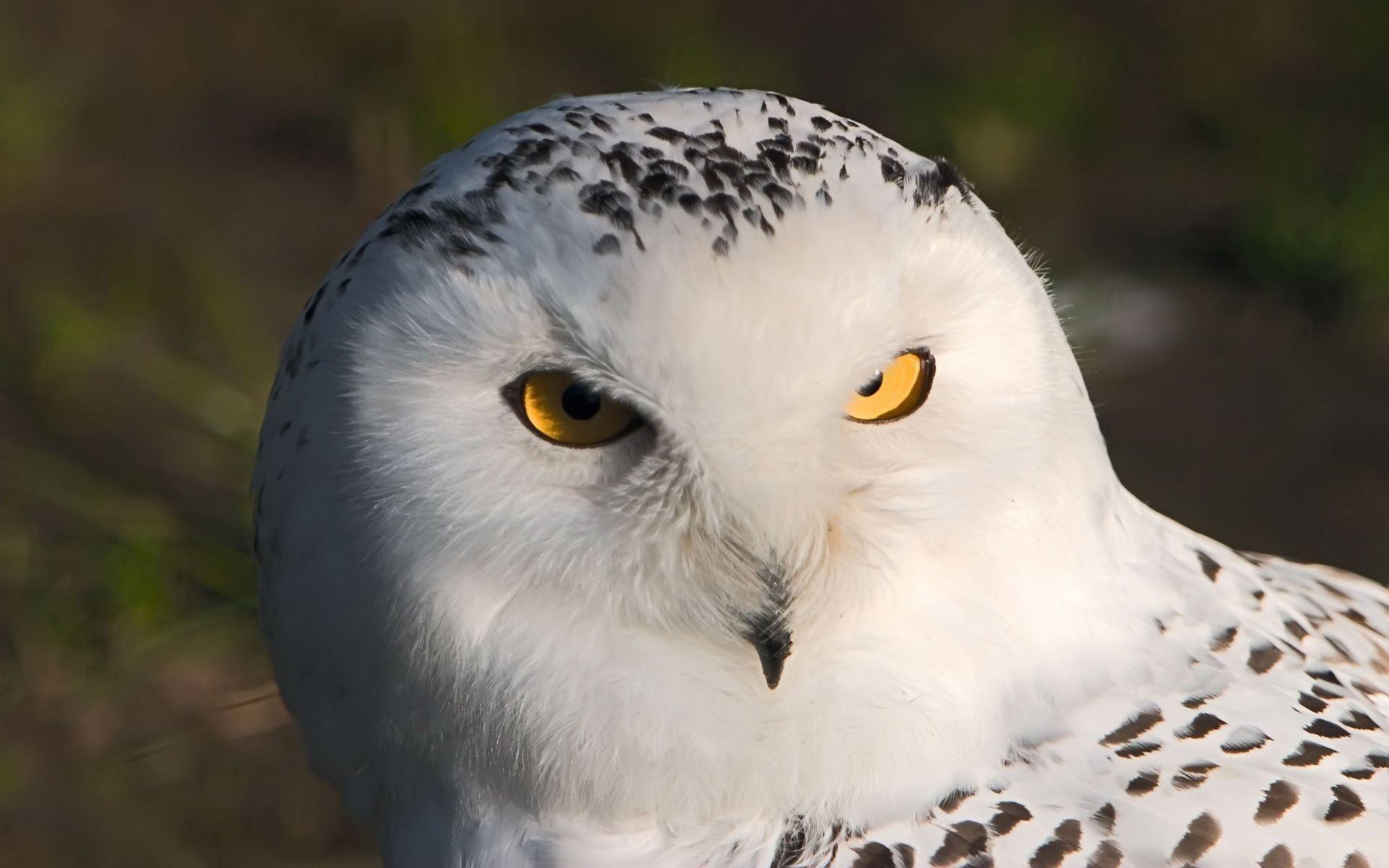 1920x1200 White owl Wallpaper Birds Animals Wallpaper in jpg format for free download