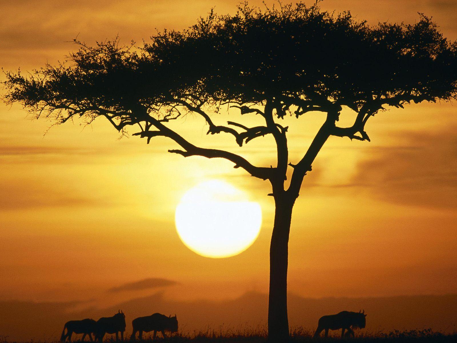 African Sunrise Wallpapers - Top Free African Sunrise Backgrounds