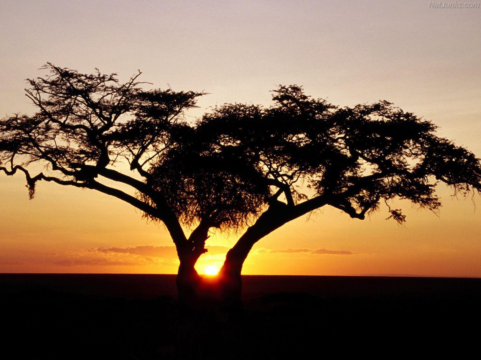 1600x1200 Safari Animal Cartoon Sunrise In Africa Netjunkz 301944 Wallpaper wallpaper