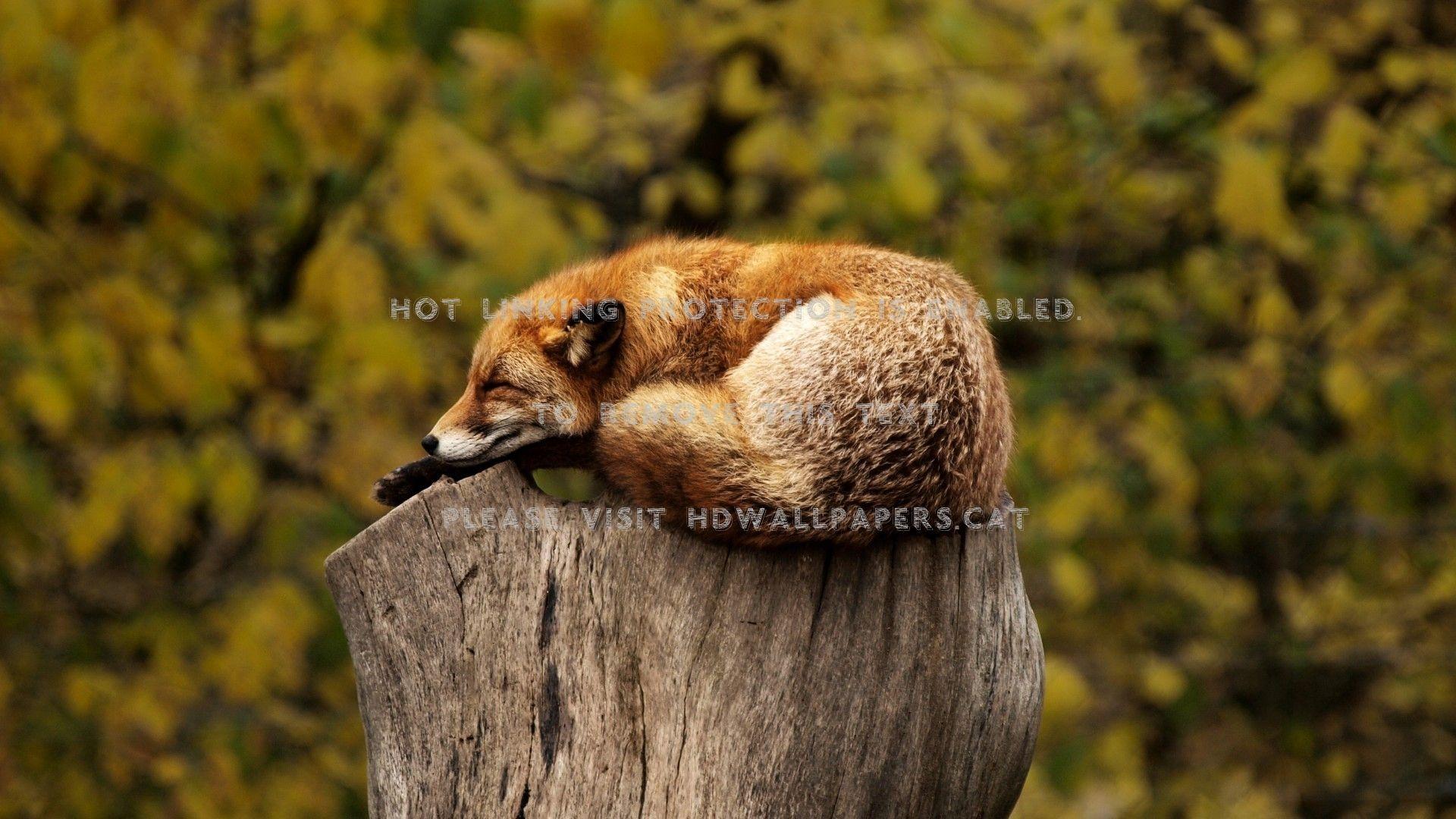 1920x1080 fox resting tree wild life forest animals