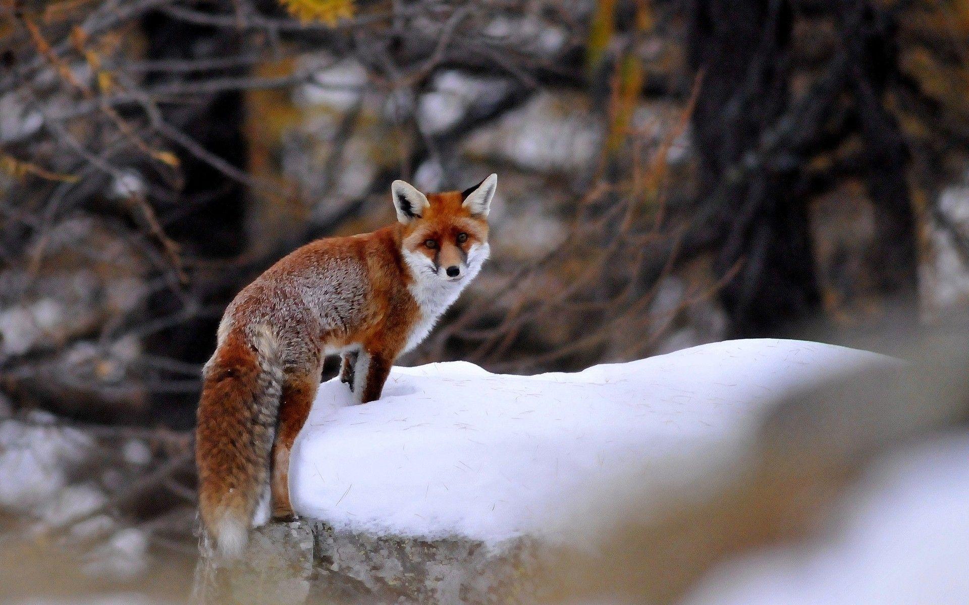 1920x1200 nature winter forest animals foxes 1920x1200 wallpaper High Quality Wallpaper, High Definition Wallpaper