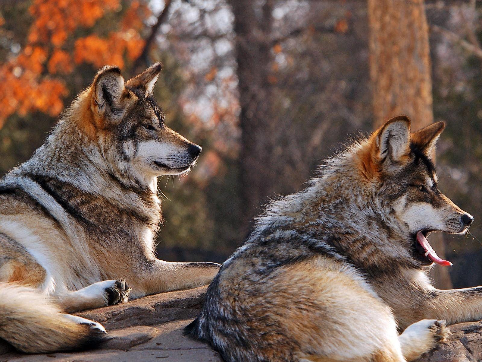 1600x1200 Best Jungle Life: Animal Wallpaper. The Beautiful forest animals Wallpaper And Dog Wallpaper. Wolf picture, Animals, Wolf photo