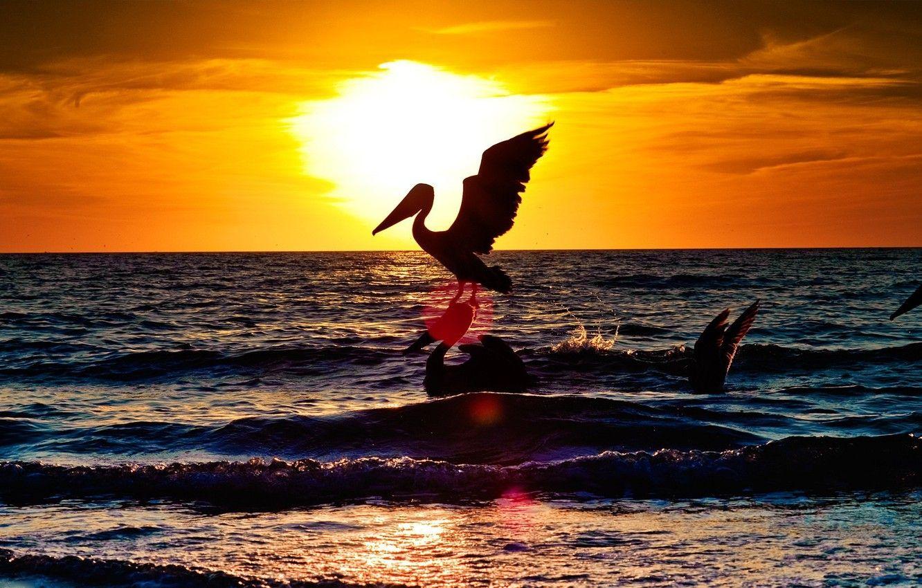 1332x850 Wallpaper sea, animals, stork, ocean, water, landscape sea, birds image for desktop, section животные