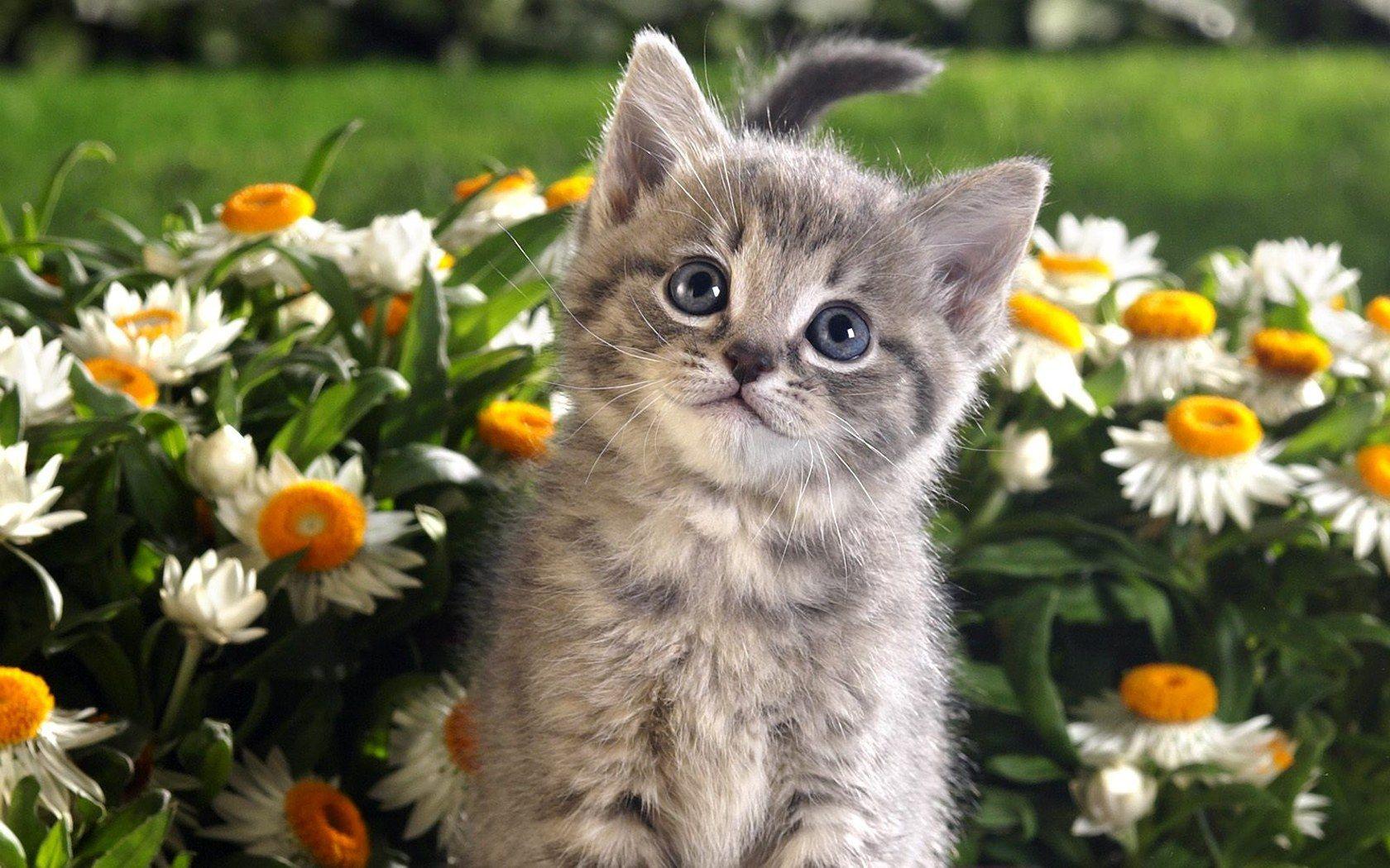 1680x1050 Free Animal Wallpaper Animals Wallpaper Gallery PC 1680x1050