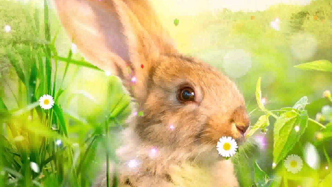 1280x720 Easter Rabbit Best Wallpaper 52630