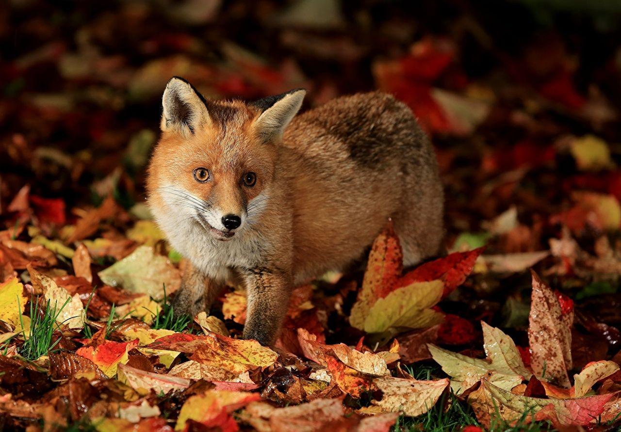 Autumn Animals Wallpapers Top Free Autumn Animals Backgrounds