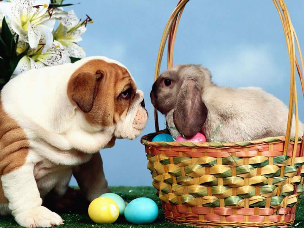 1024x768 Funny Picture Gallery: Easter wallpaper, easter wallpaper