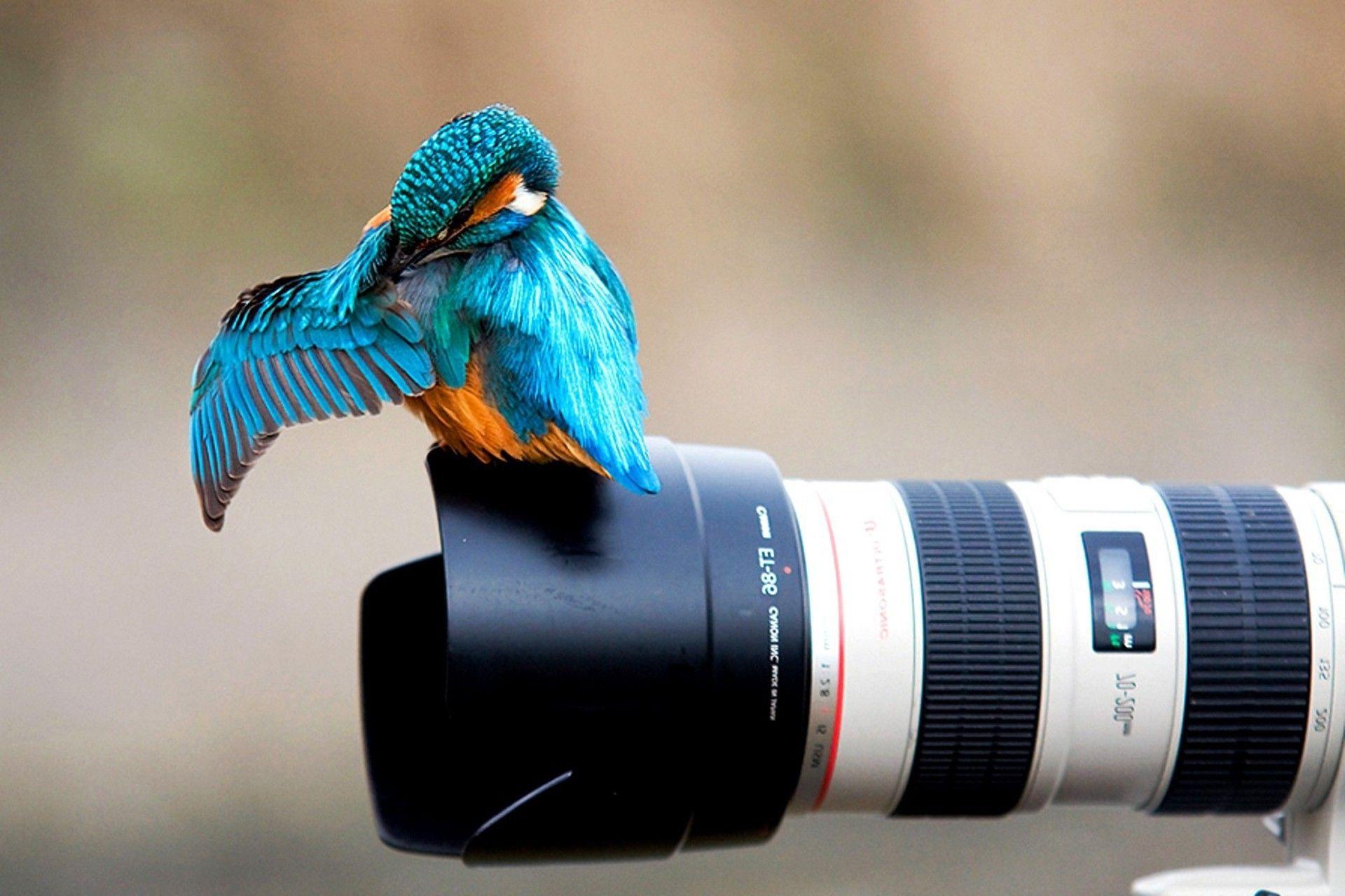 1920x1280 birds, Kingfisher, Photography, Camera, Animals, Canon Wallpaper HD / Desktop and Mobile Background