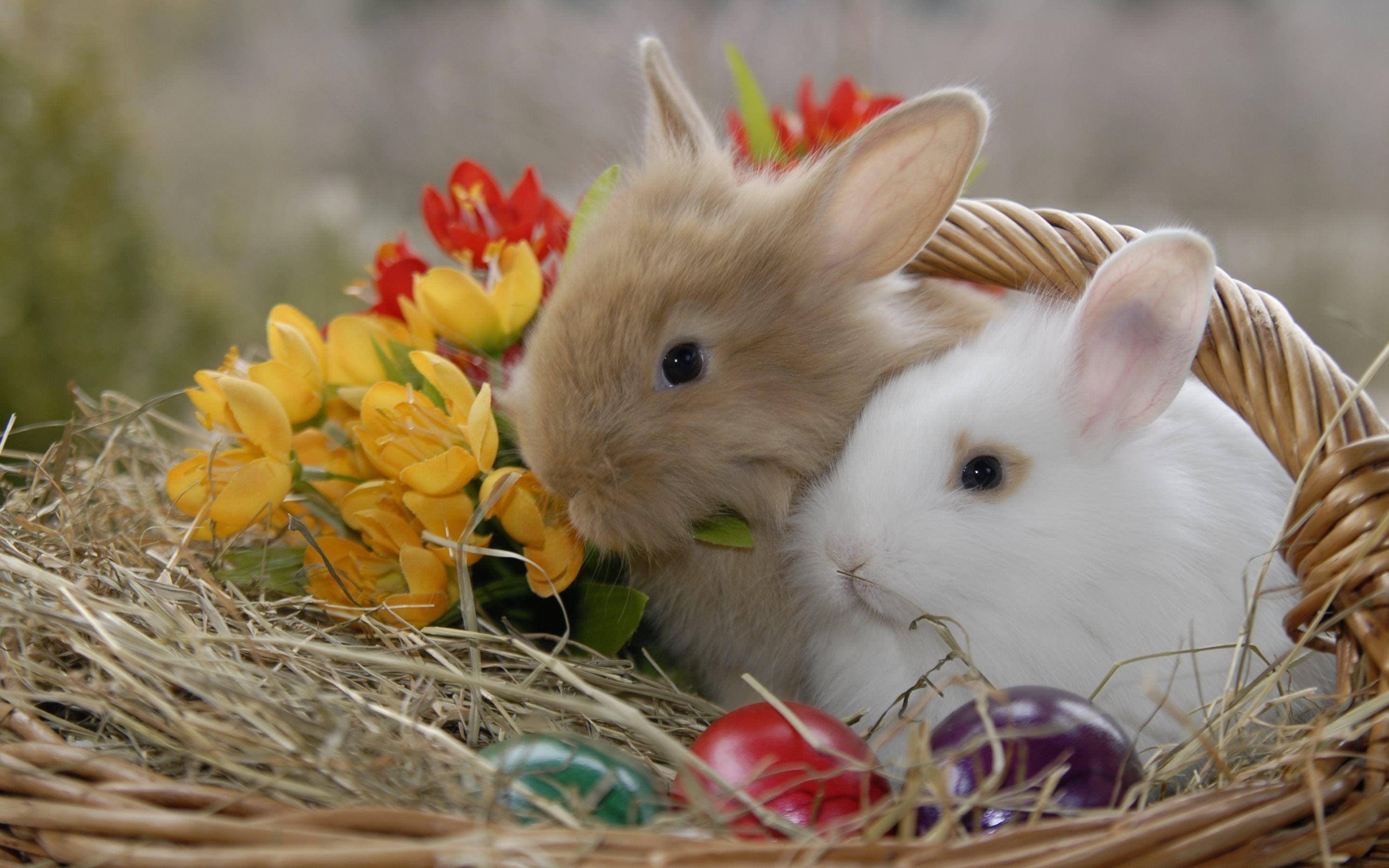 Easter Animal Wallpapers - Top Free Easter Animal Backgrounds ...