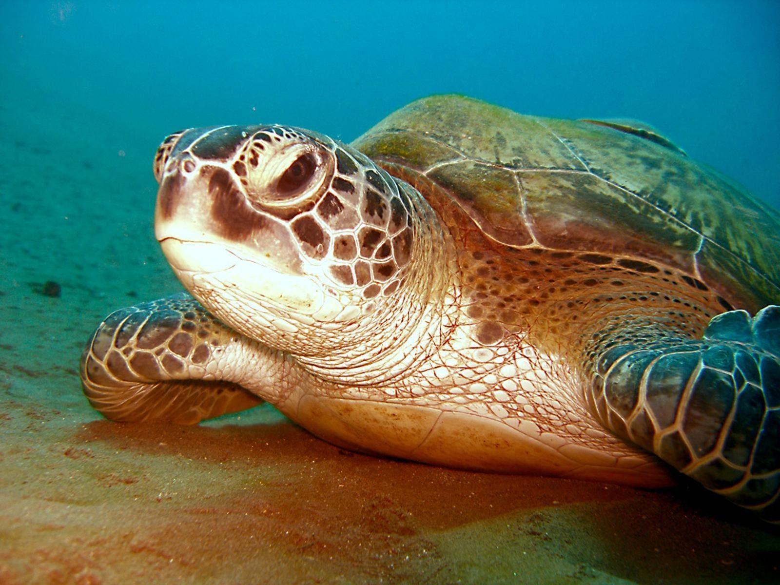 Ласты черепахи. Хоксбильская морская черепаха. Тихоокеанская черепаха. Австралийская зелёная черепаха. Полумедузовая черепаха.