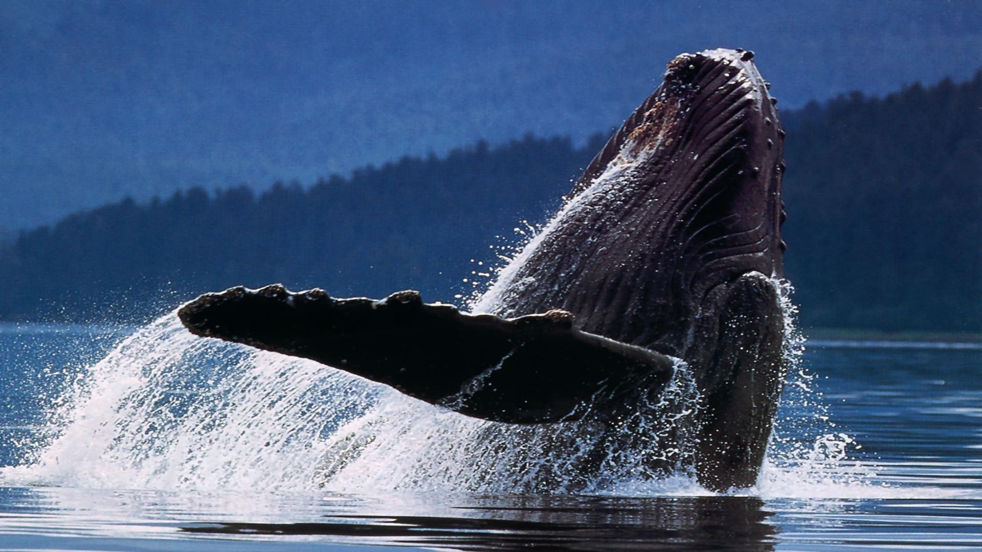 1920x1080 Wildlife humpback whale whale in ocean free desktop background