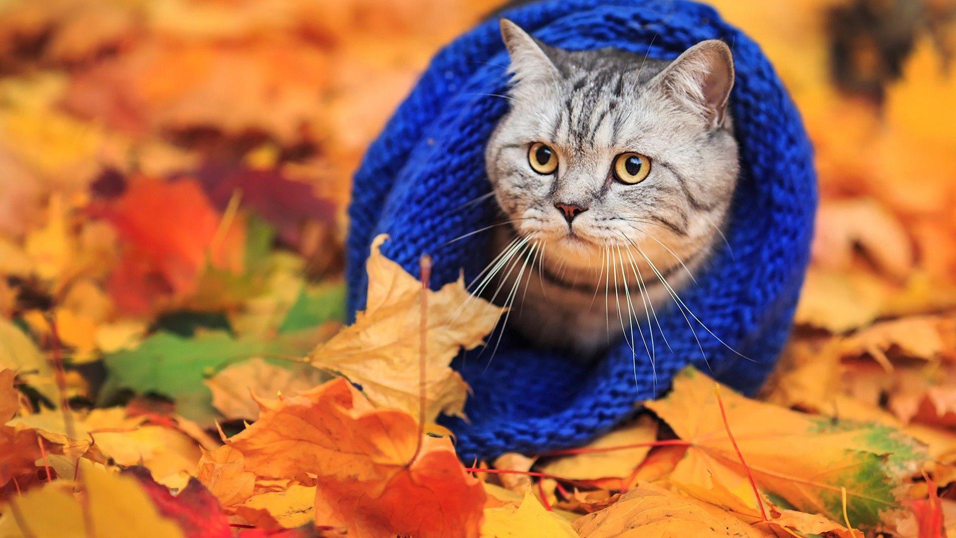 1920x1080 animals, Cat, Woolly Hat, Leaves, Fall Wallpaper HD / Desktop and Mobile Background