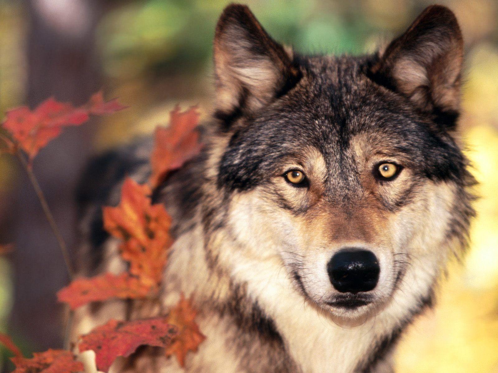Autumn wolf wallpapers top free autumn wolf backgrounds wallpaperaccess