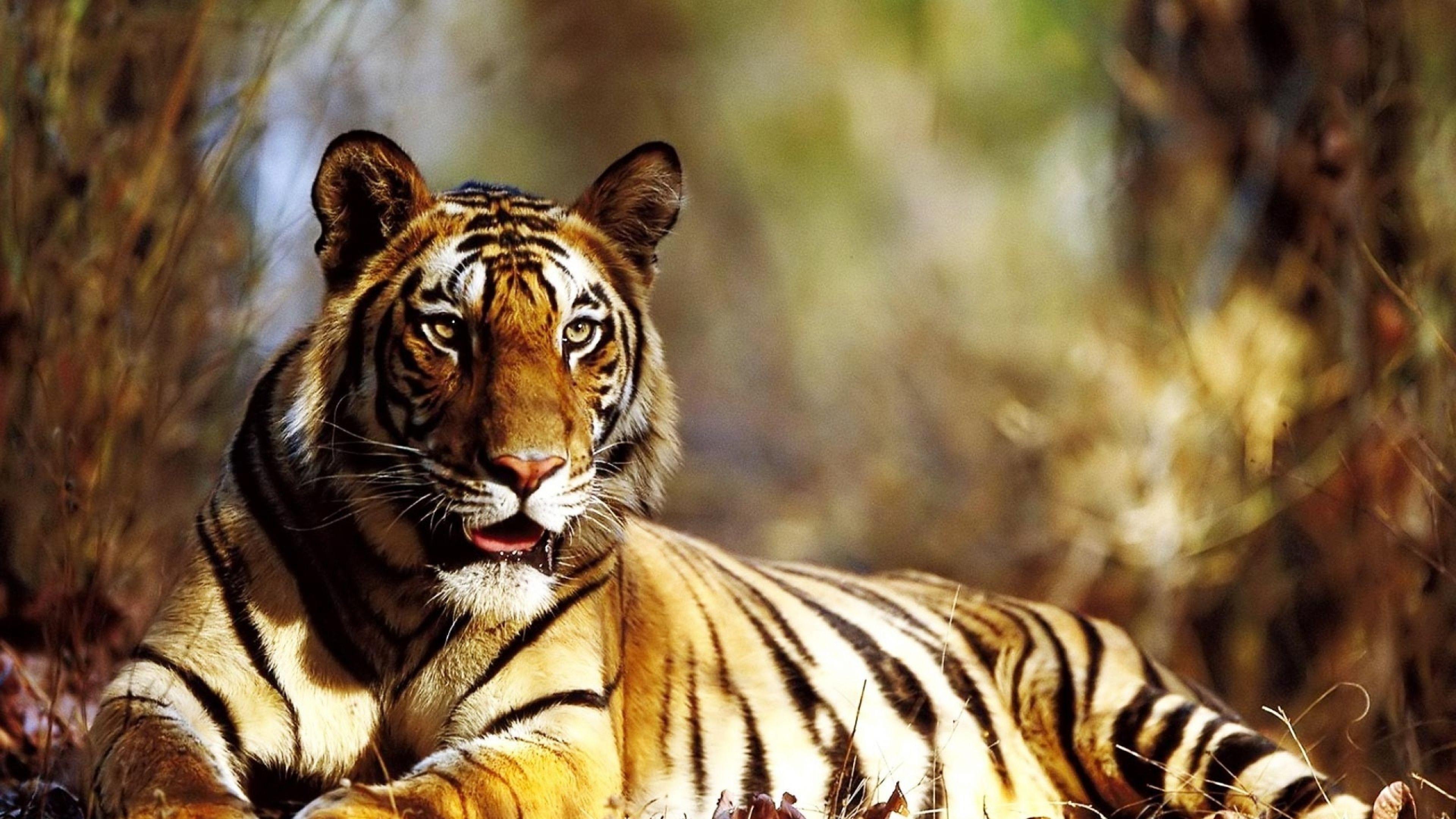 3840x2160 Tiger Autumn, HD Animals, 4k Wallpaper, Image, Background, Photo and Picture