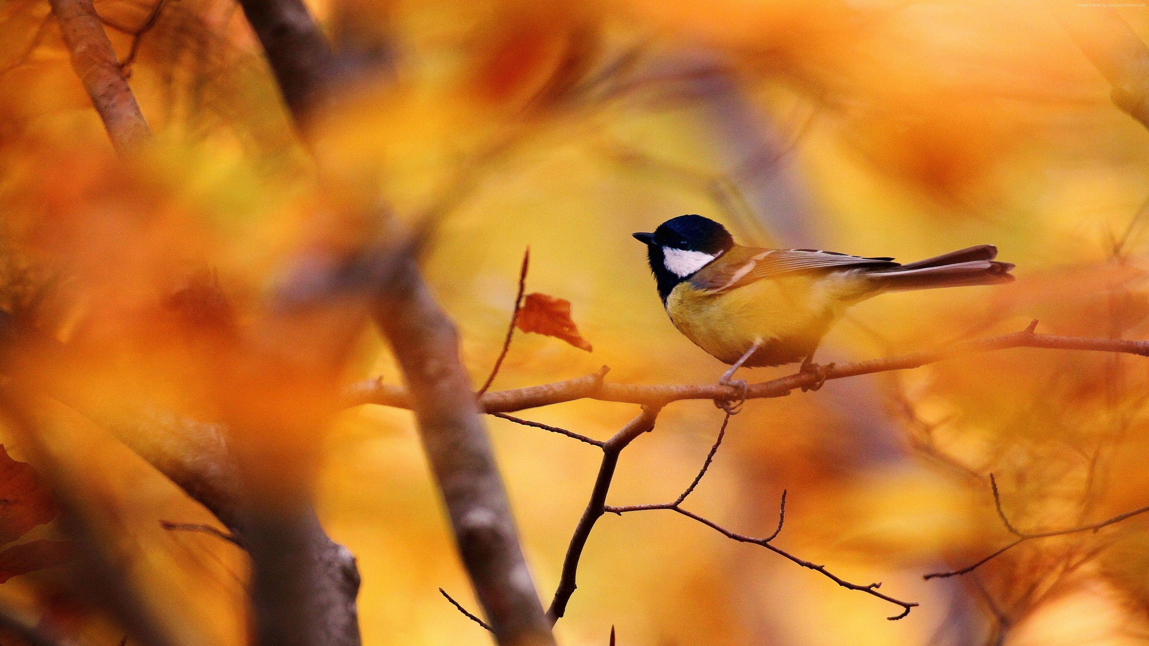 Autumn Animals Wallpapers Top Free Autumn Animals Backgrounds