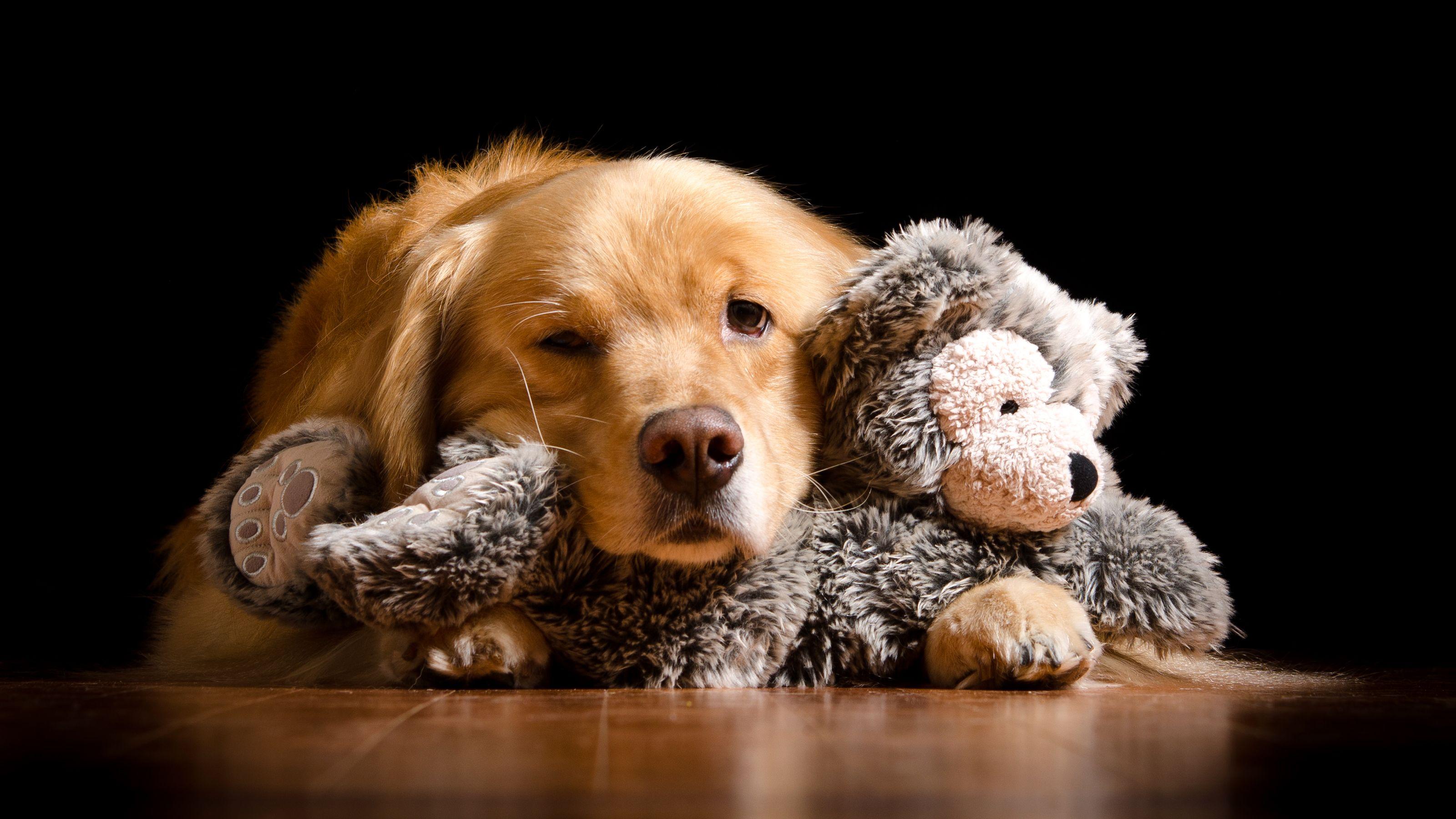 Dog Toy Wallpapers - Top Free Dog Toy Backgrounds - WallpaperAccess