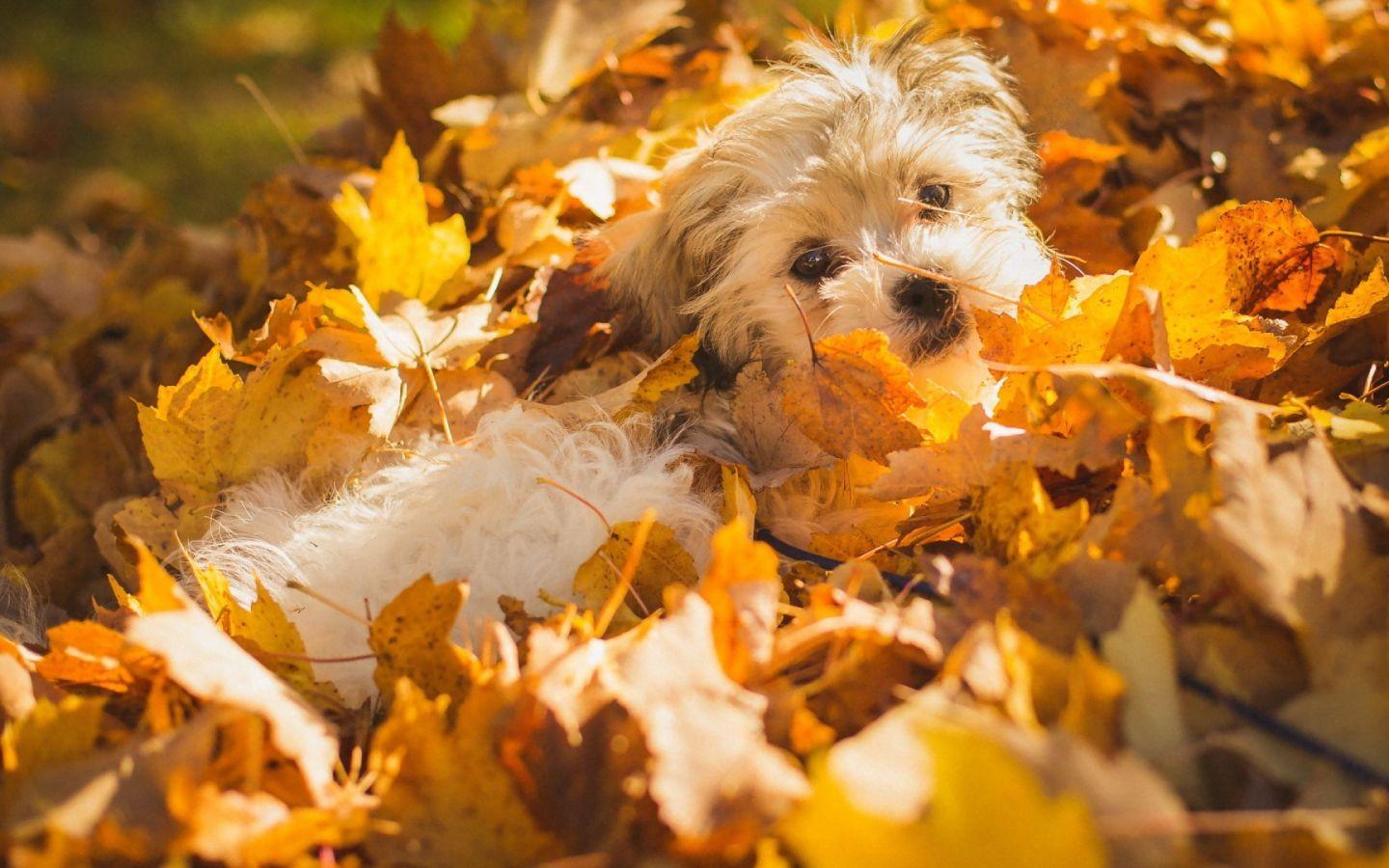 1440x900 Dog in autumn leaves Desktop wallpaper 1440x900