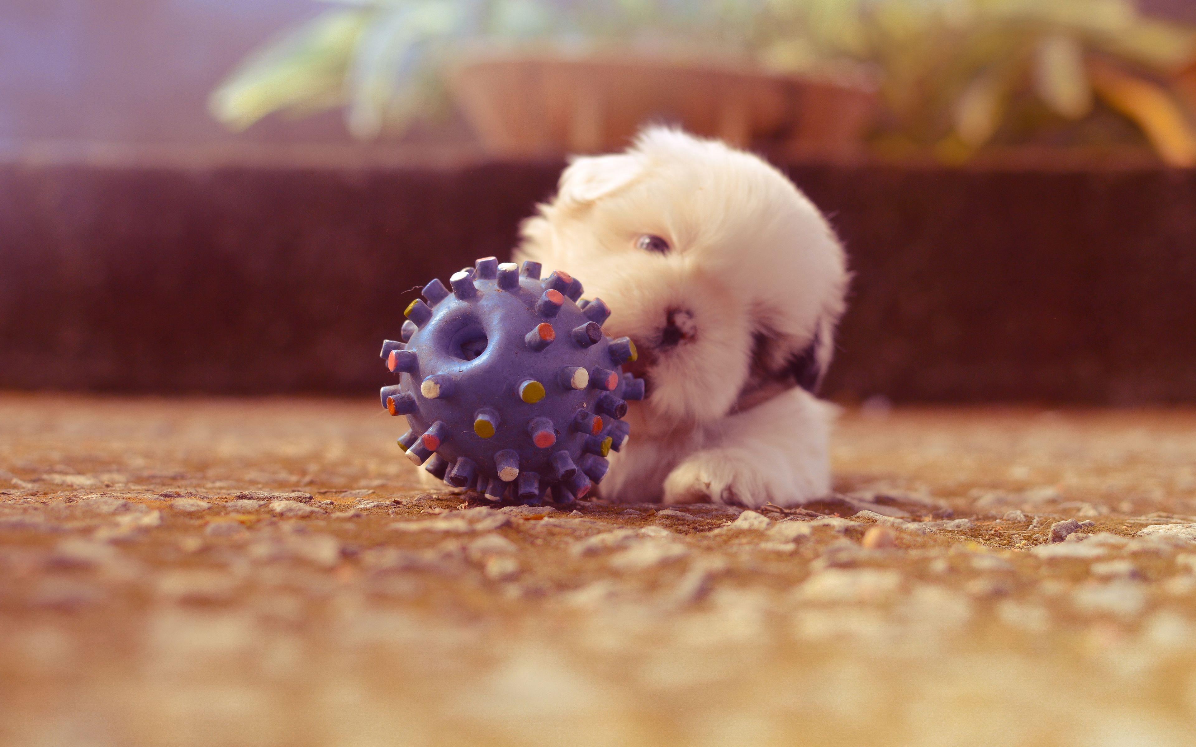 Dog Toy Wallpapers - Top Free Dog Toy Backgrounds - WallpaperAccess