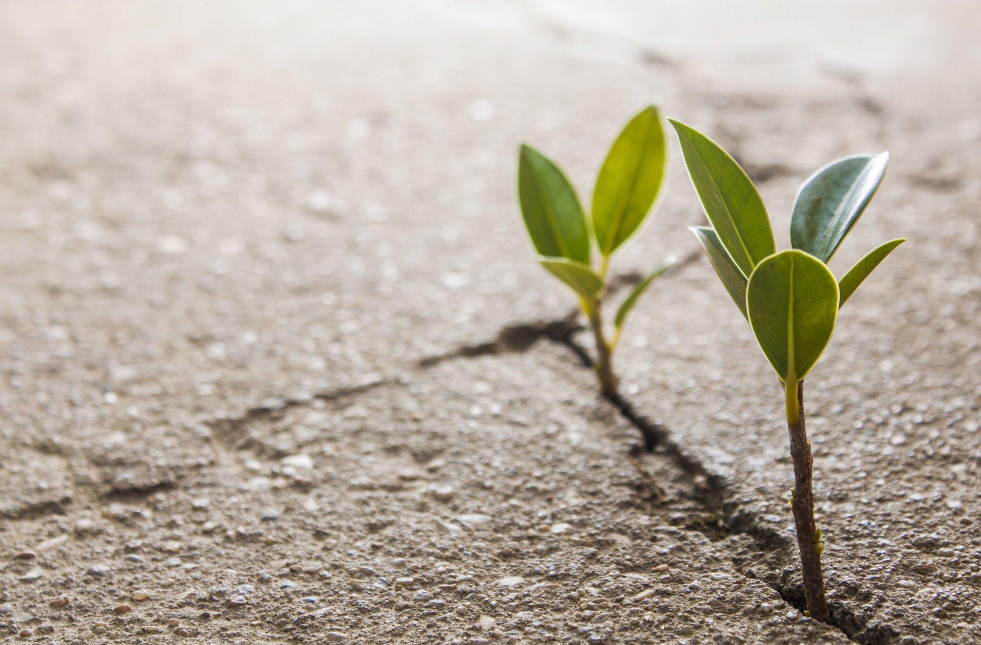 1920x1263 Close Up Plant Leaf The Germ Leaves Crack Asphalt Land Background Wallpaper Widescreen Full Screen Widescreen Hd Wallpaper Background Wallpaper Widescreen Fullscreen Widescreen Contractor