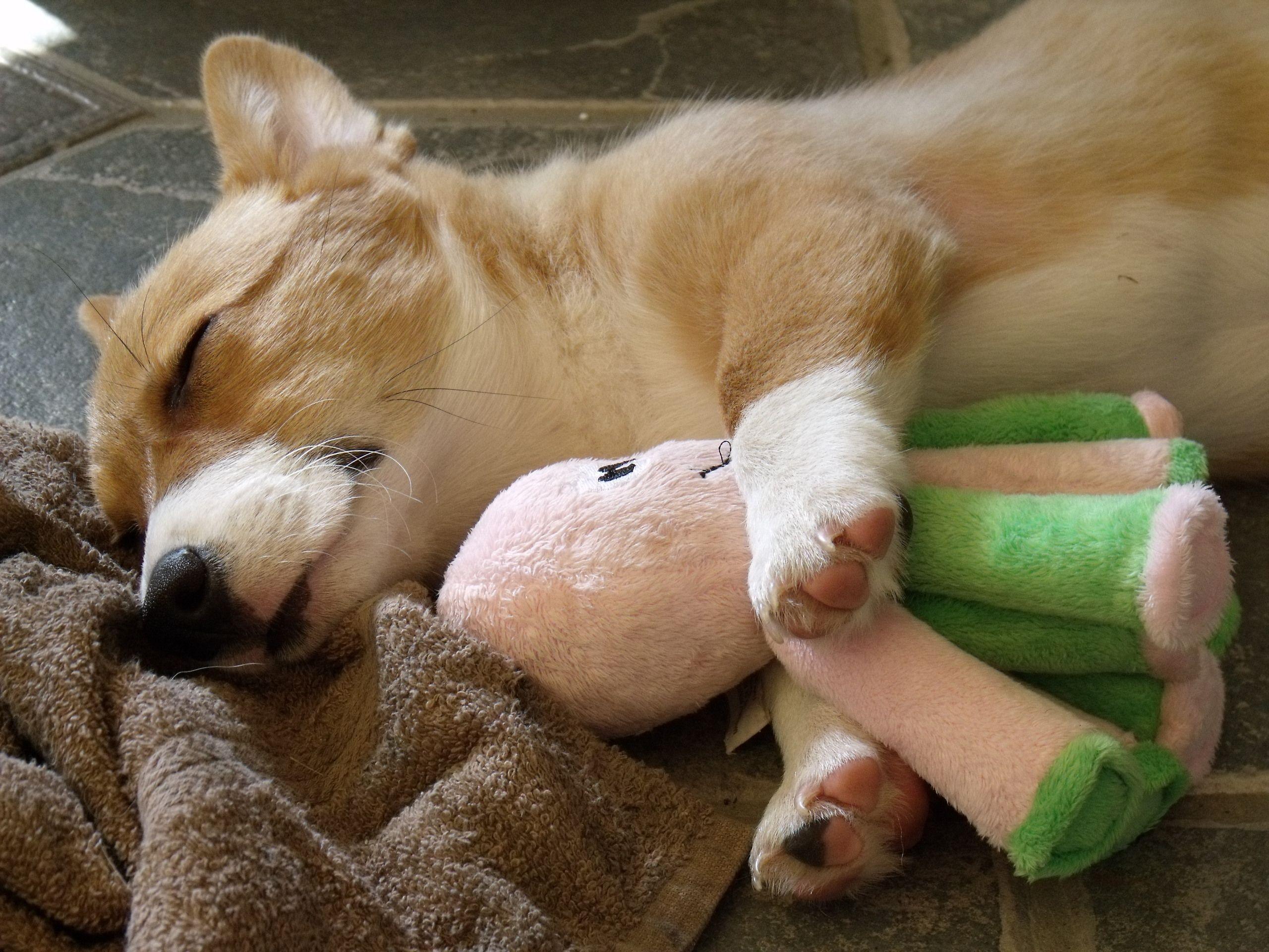 2560x1920 Welsh Corgi Pembroke dog sleeping with his toy photo and wallpaper. Beautiful Welsh Corgi Pembroke dog sleeping with his toy picture