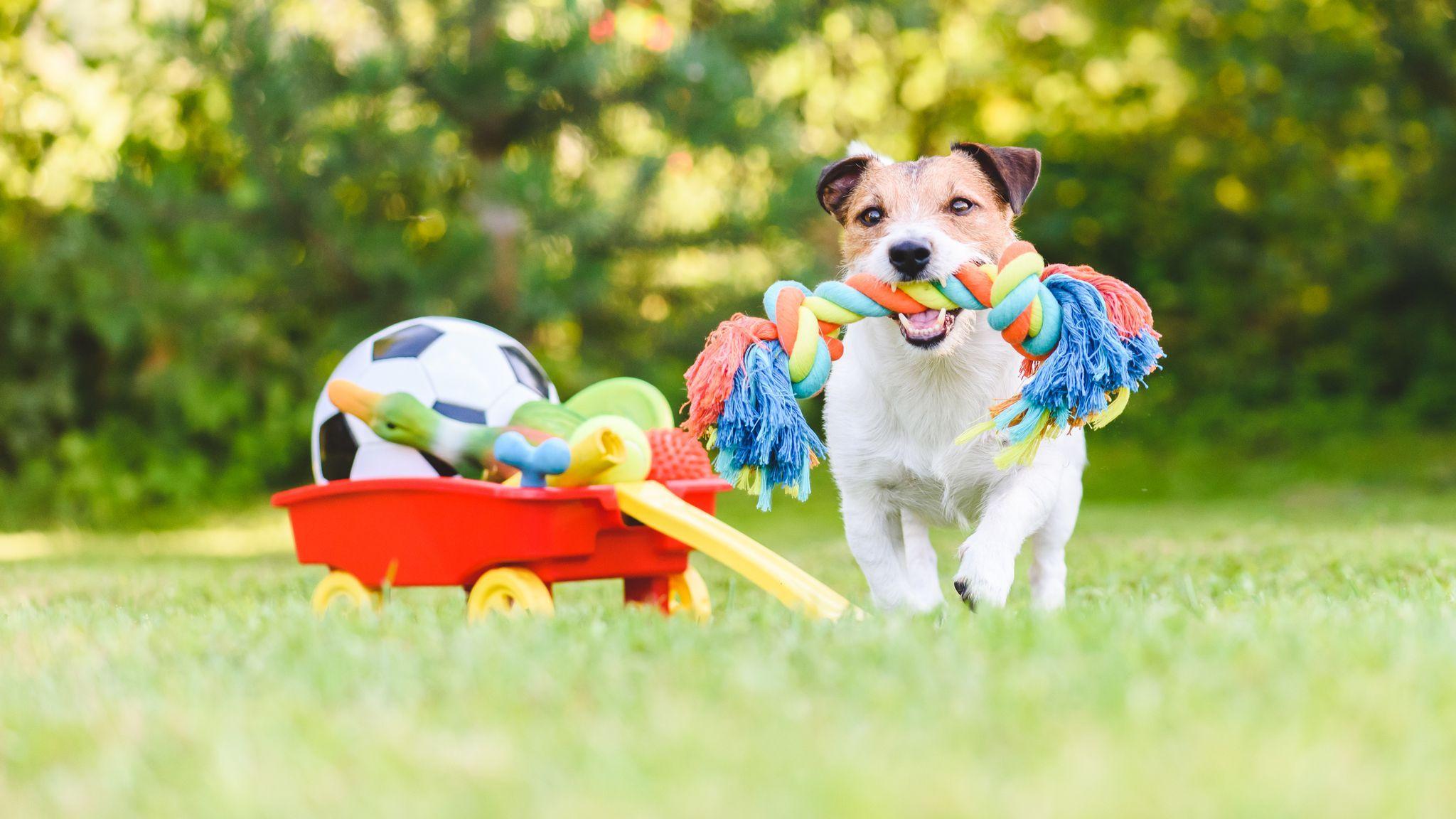 Dog Toy Wallpapers - Top Free Dog Toy Backgrounds - WallpaperAccess