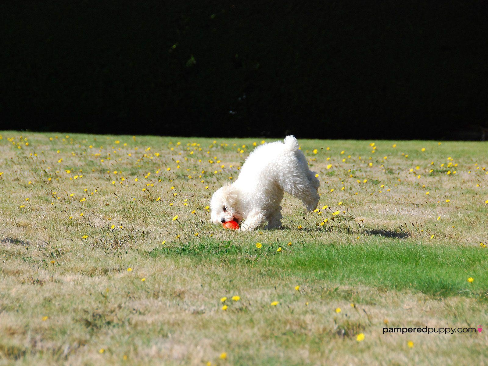 1600x1200 Toy poodle playing fetch