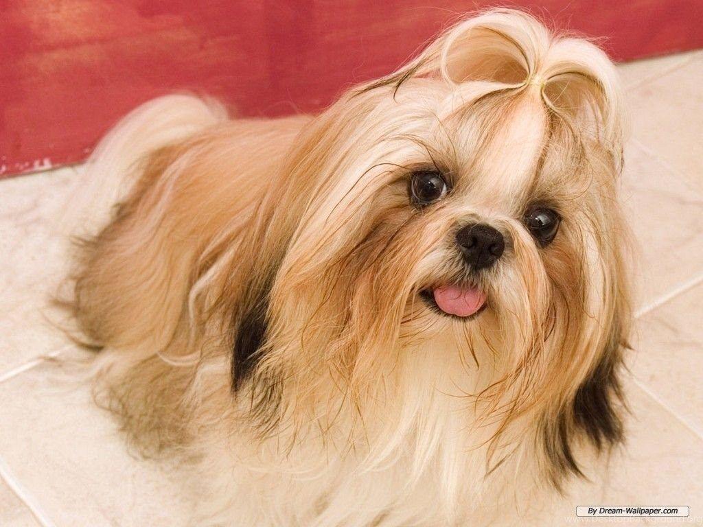 1024x768 Toy Dog Wallpaper Dogs Wallpaper 7014288 Fanpop PowerballForLife Desktop Background