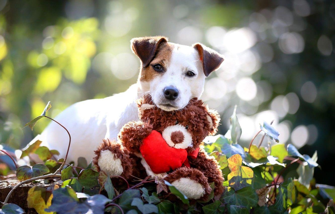 Dog Toy Wallpapers - Top Free Dog Toy Backgrounds - WallpaperAccess