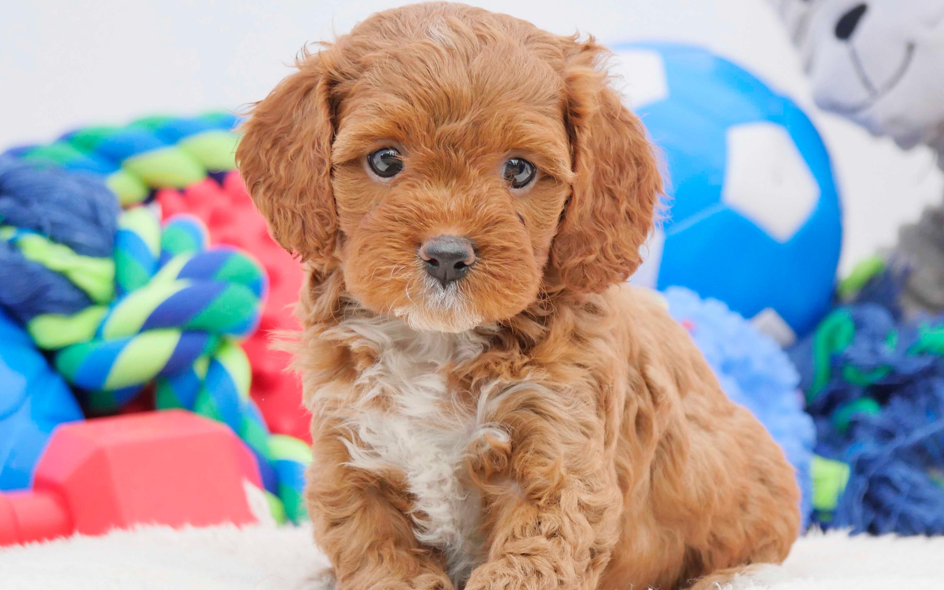 3840x2400 Cavoodle Dogs Wallpaper