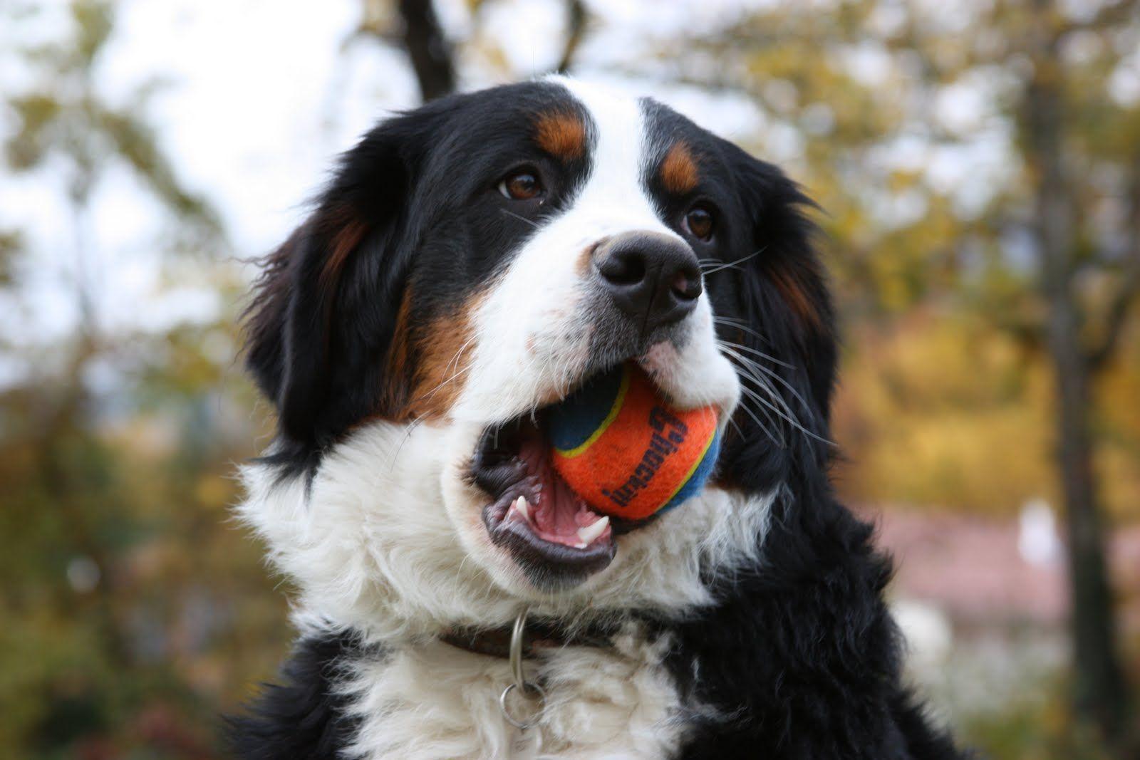 1600x1067 Bernese Mountain Dog with his toy photo and wallpaper. Beautiful Bernese Mountain Dog with his toy picture