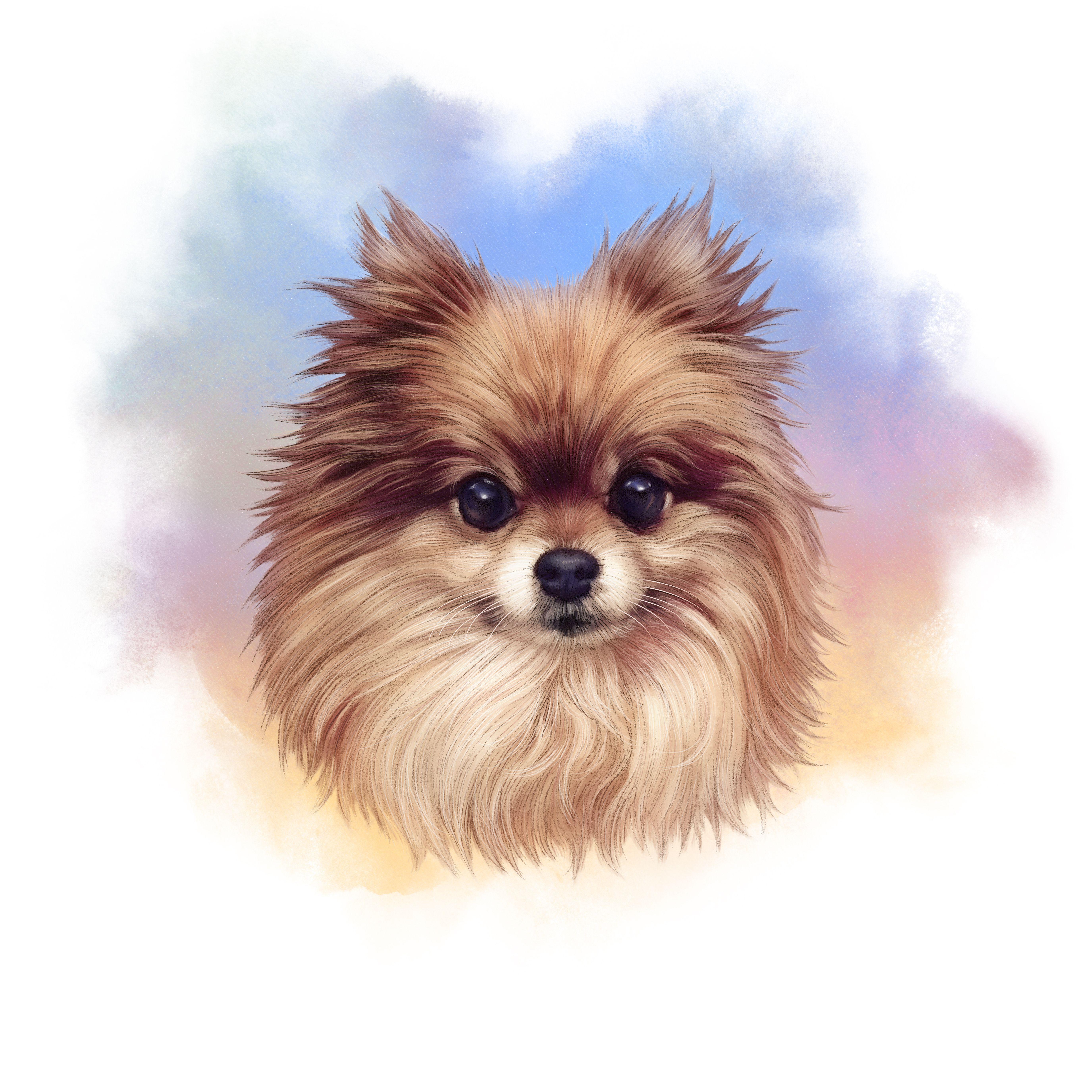 5502x5502 Pomeranian Illustration. Dog art, Watercolor animals, Poodle drawing