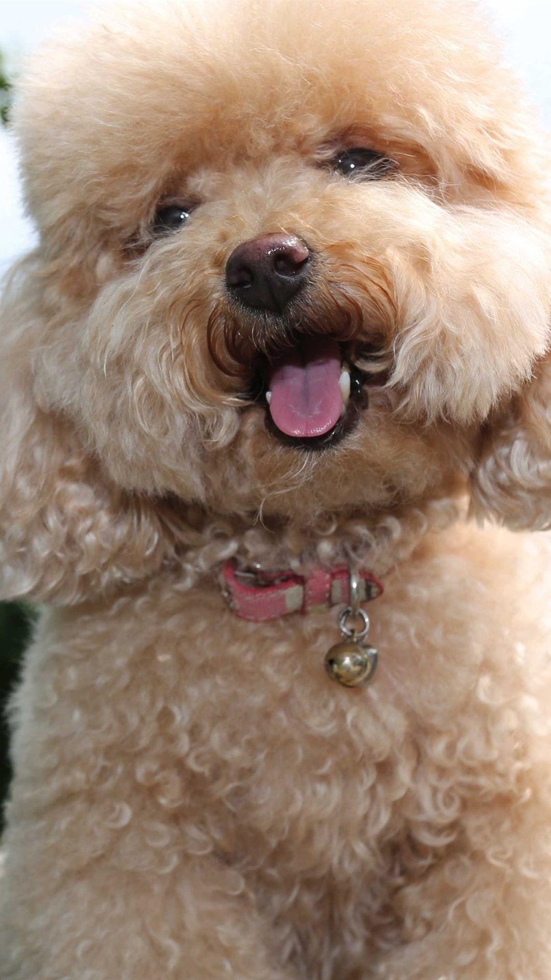 1080x1920 Toy Poodle, Cute Puppy 1080x1920 IPhone 8 7 6 6S Plus Wallpaper, Background, Picture, Image