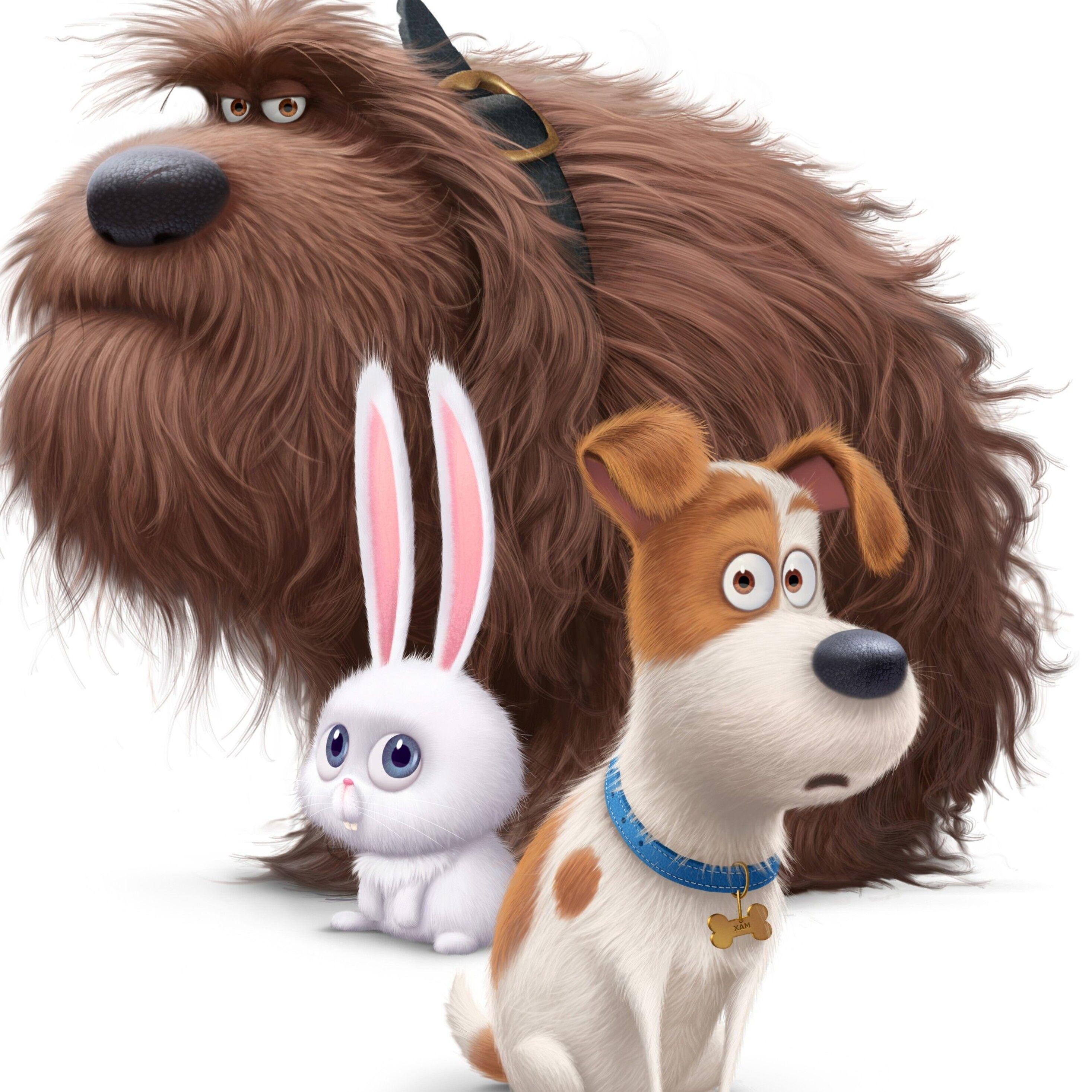2932x2932 The Secrete Life of Pets Movie Dogs iPad Pro Retina Display HD 4k Wallpaper, Image, Background, Photo and Picture