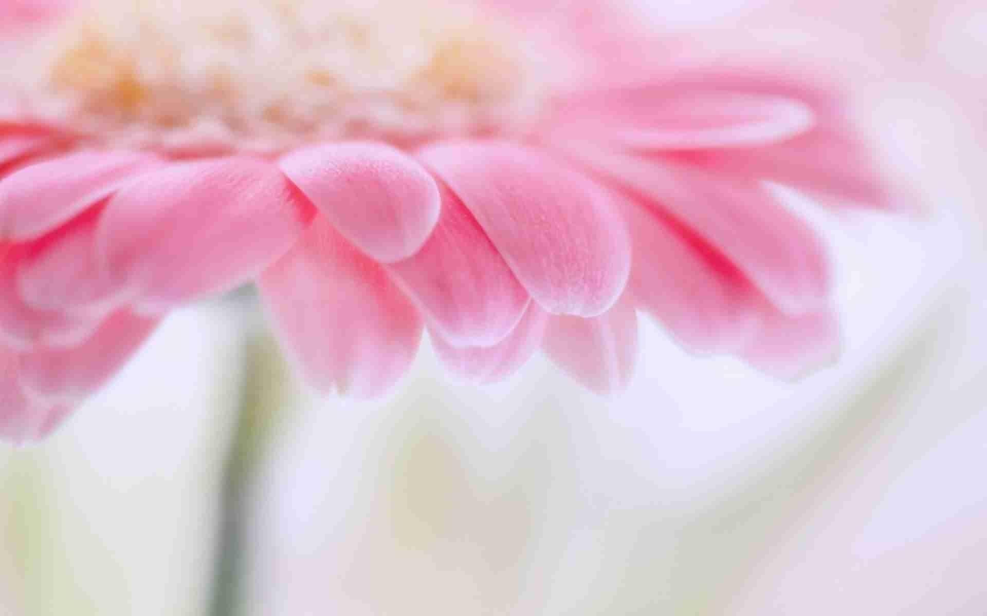 1920x1200 Light Pink Flower Wallpaper