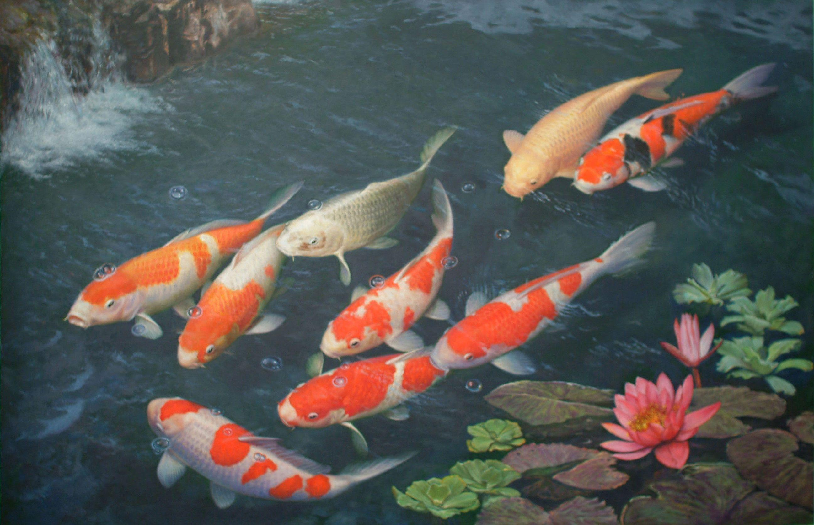2594x1674 Koi Fish Wallpaper