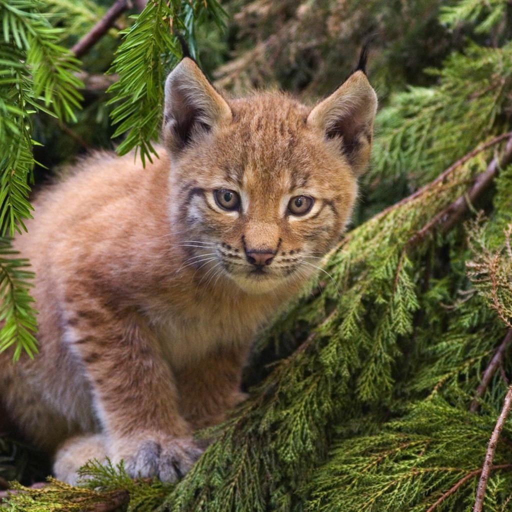 1024x1024 Baby Bobcat iPad Wallpaper Free Download