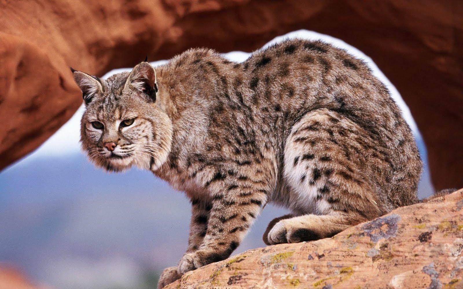1600x1000 Bobcat Wallpaper. Ghost Bobcat Wallpaper, Bobcat Machine Wallpaper and Bobcat Wallpaper Company