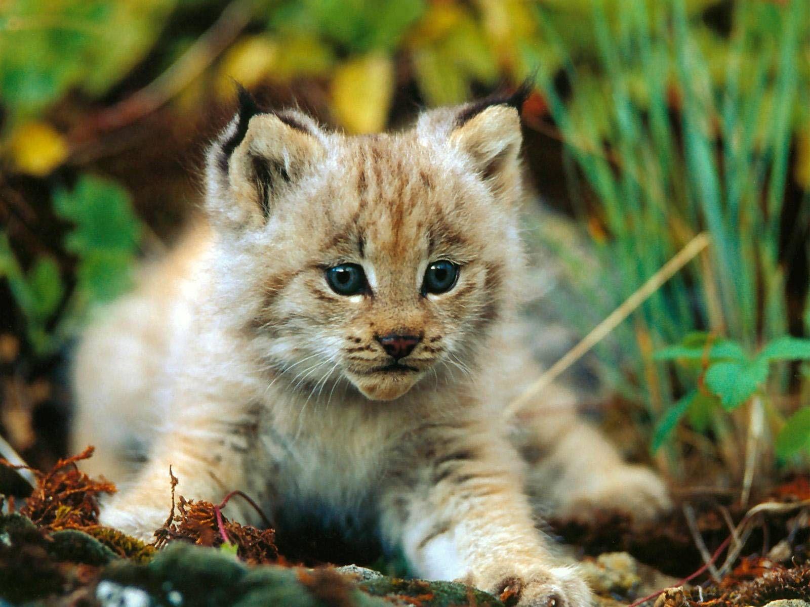1600x1200 Cute Baby Lynx Baby lynx. c:-lovers. Animals beautiful, Baby animals picture, Cute animals
