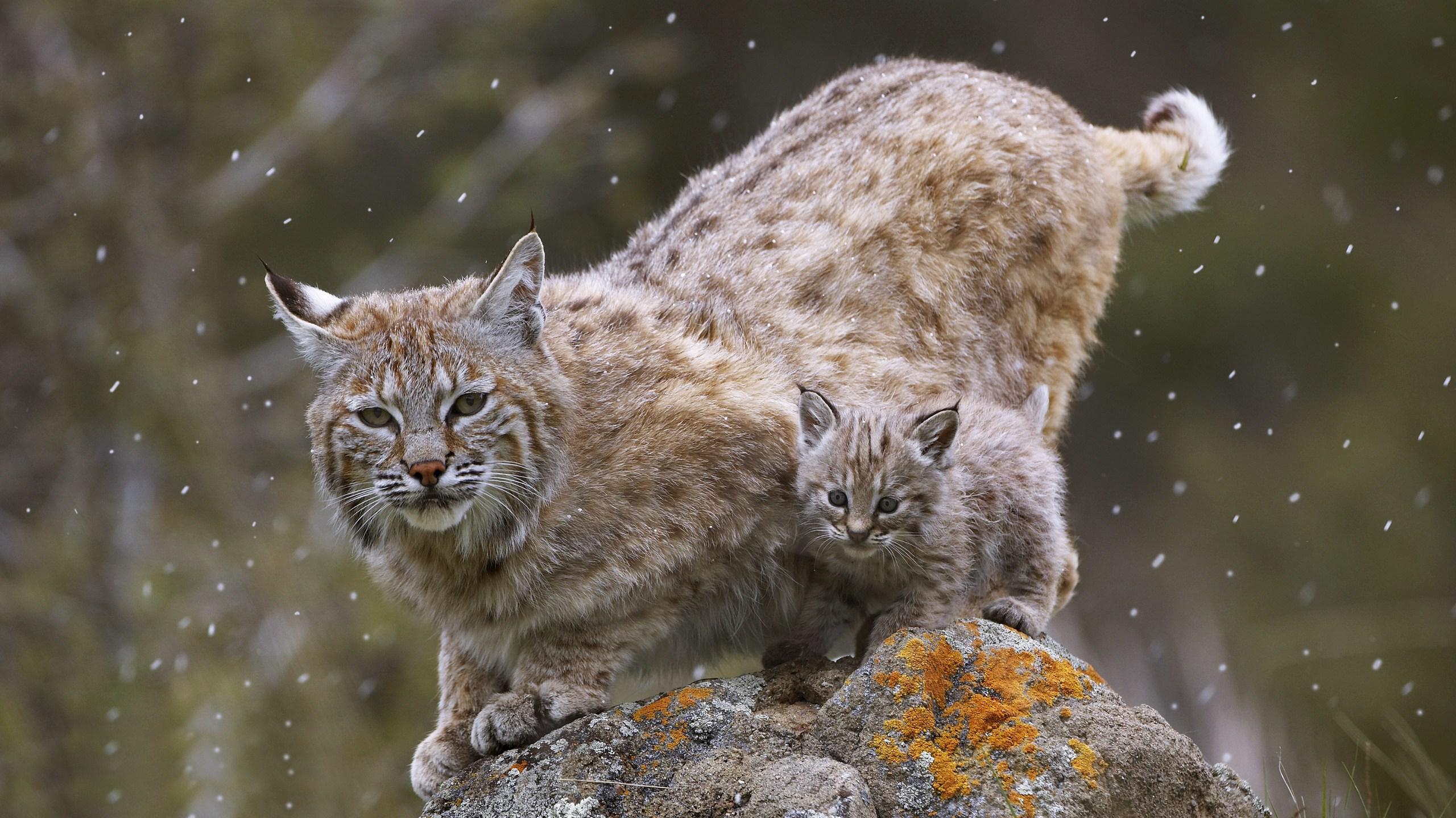 2560x1440 Bobcats Wallpaper