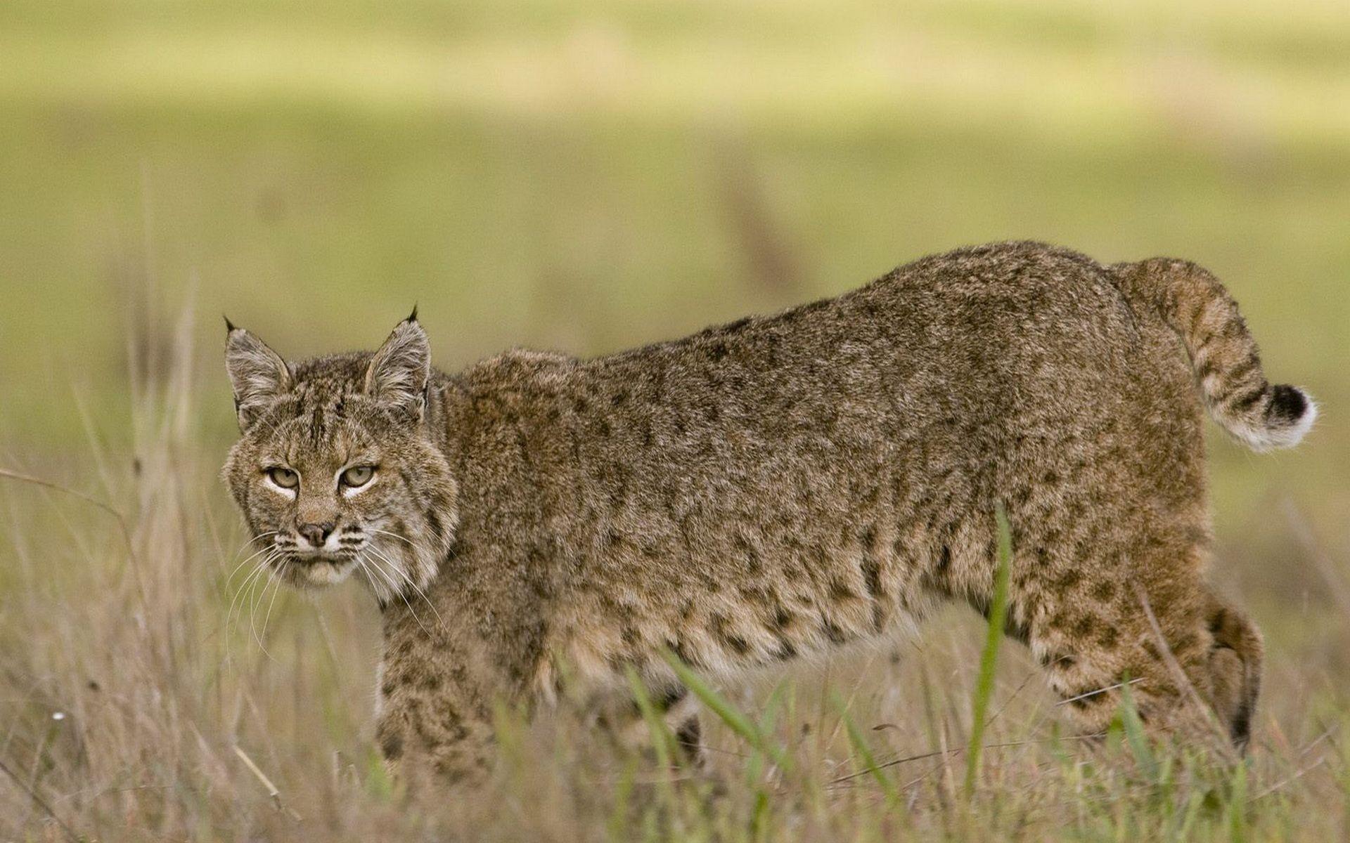 1920x1200 Bobcat Wallpaper. Ghost Bobcat Wallpaper, Bobcat Machine Wallpaper and Bobcat Wallpaper Company