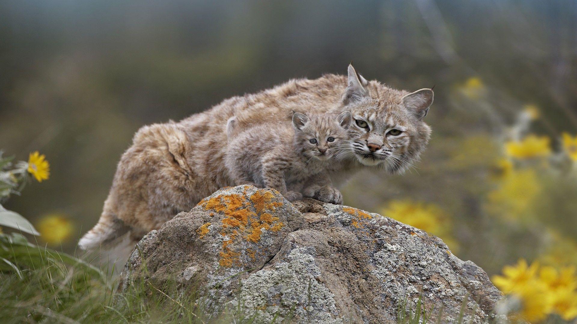 1920x1080 #feline, #baby animals, #animals, #nature, #lynx wallpaper. Mocah.org HD Desktop Wallpaper