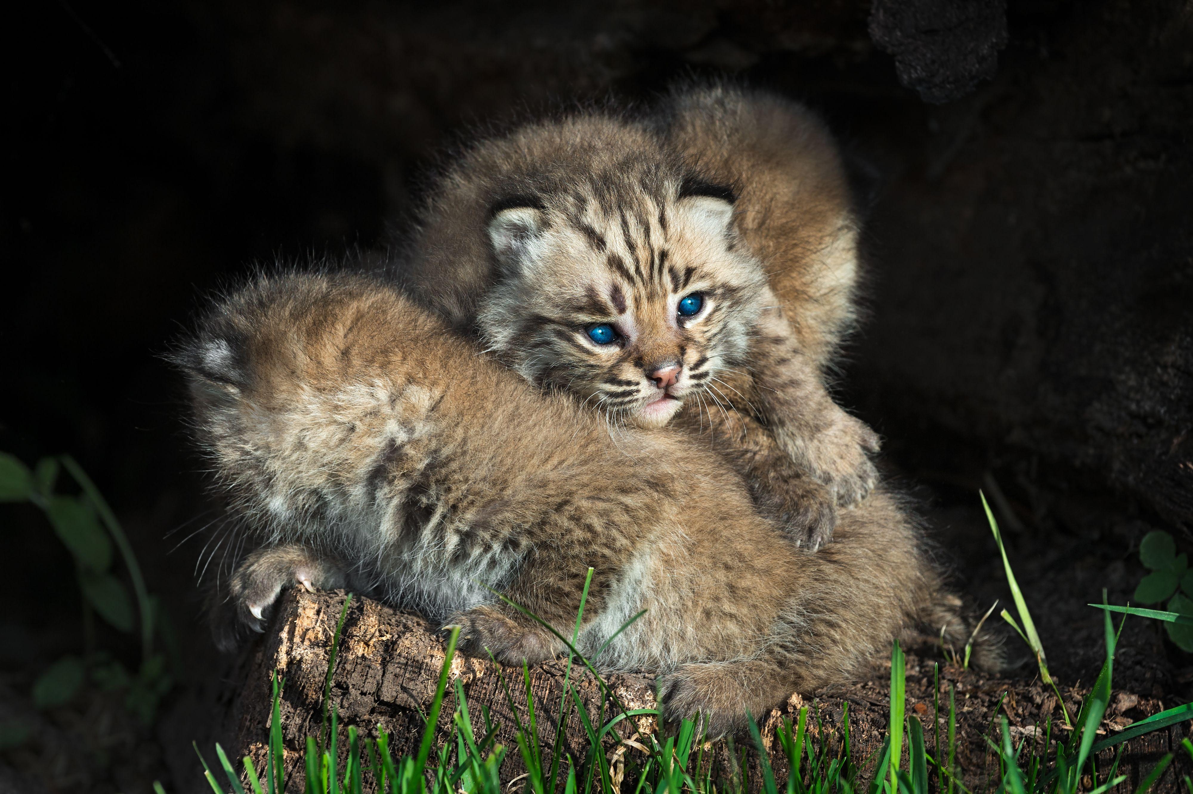 4000x2662 #Blue eyes, K, #Bobcat Kitten. Mocah.org HD Wallpaper