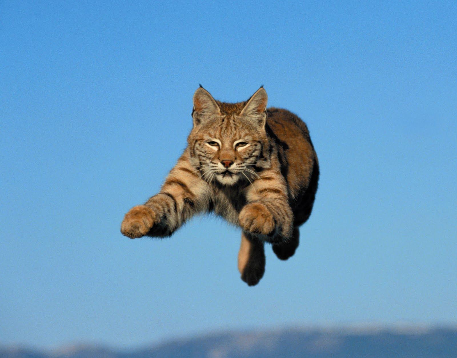 1600x1253 Bobcat wallpaper, Animal, HQ Bobcat pictureK Wallpaper 2019